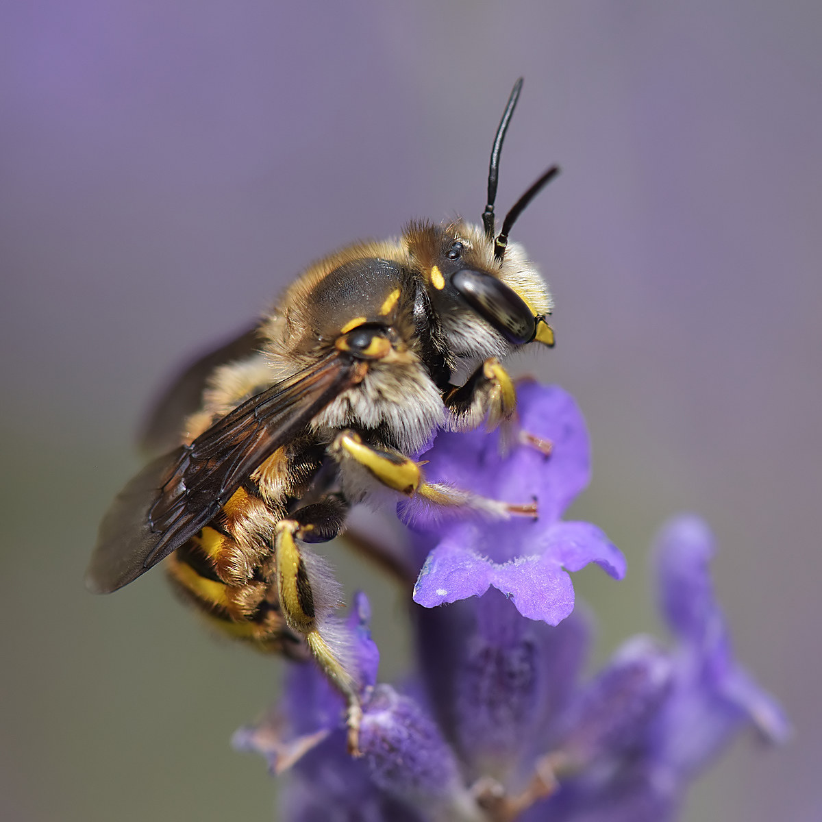 Osmia su lavanda