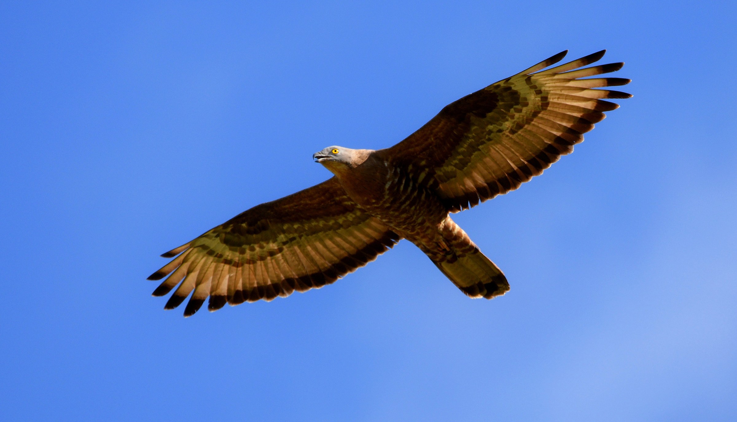 Falco Pecchiaiolo (M)