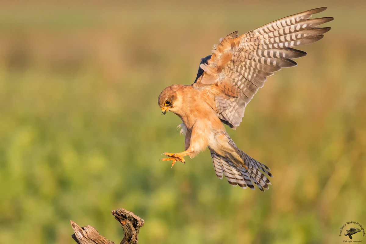 Landing - Falco cuckoo F