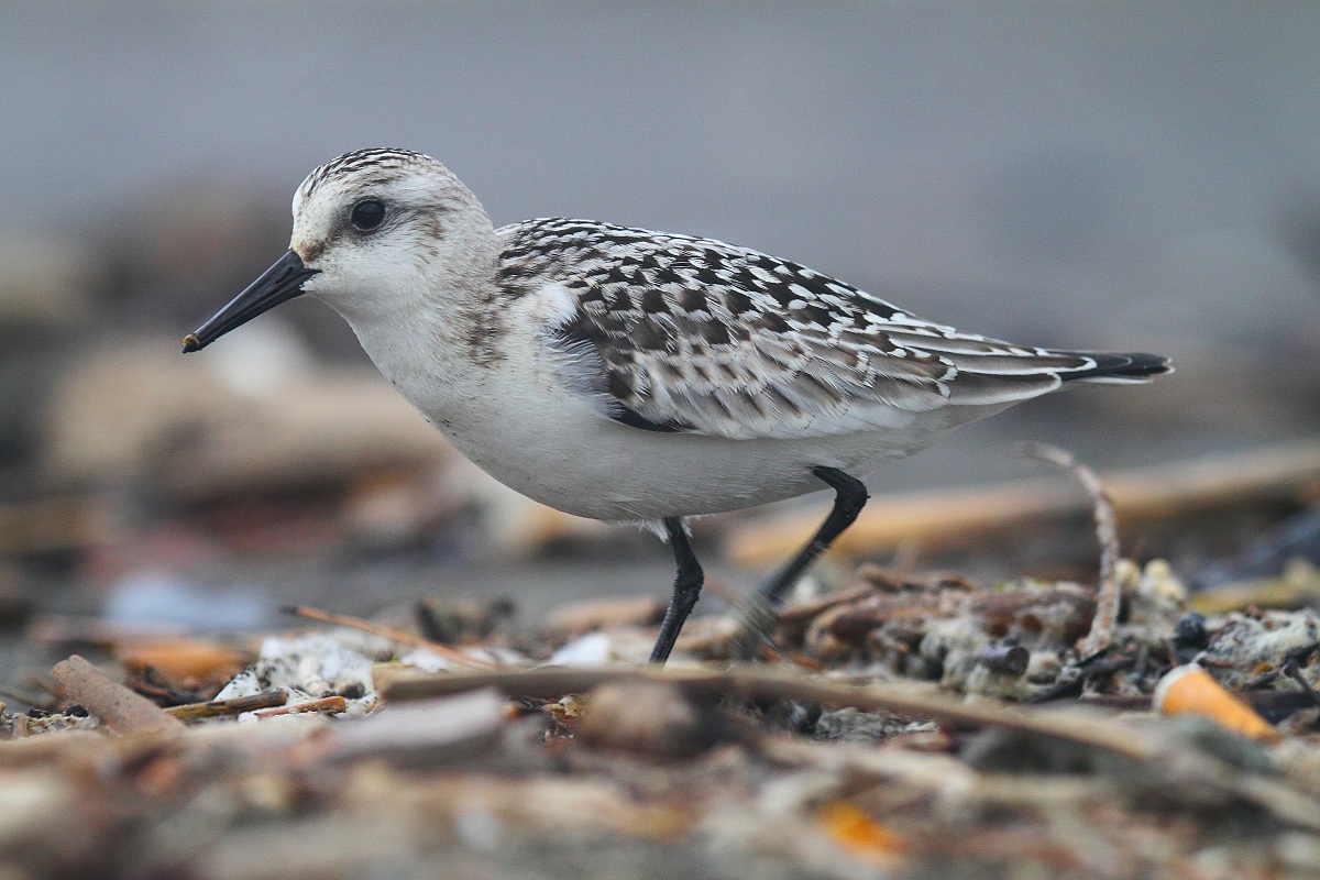 piovanello tridattilo