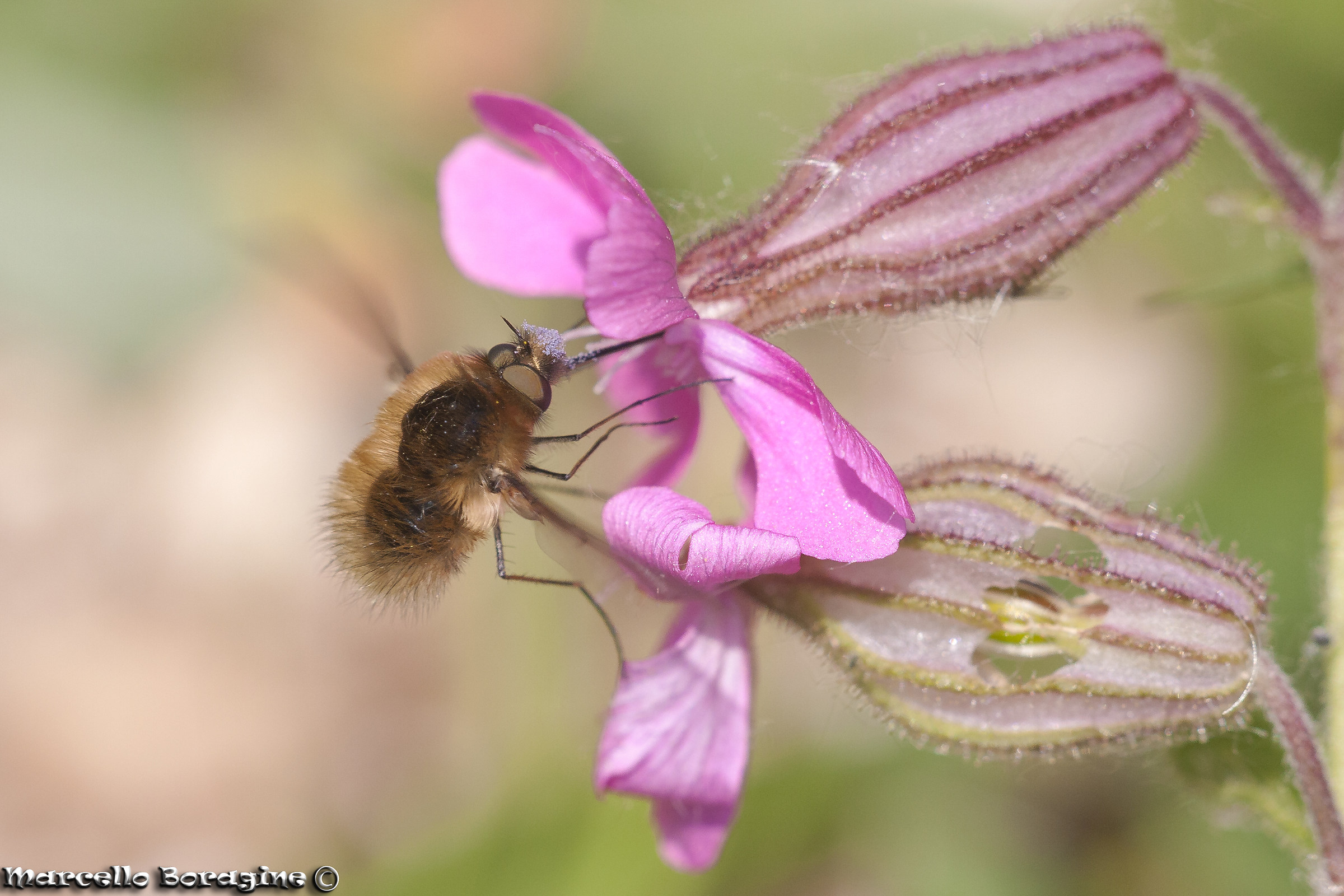 Bombylius sp.