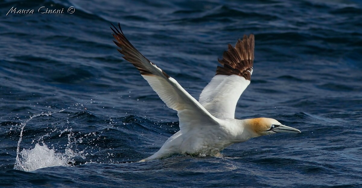 Sula: The Involucion