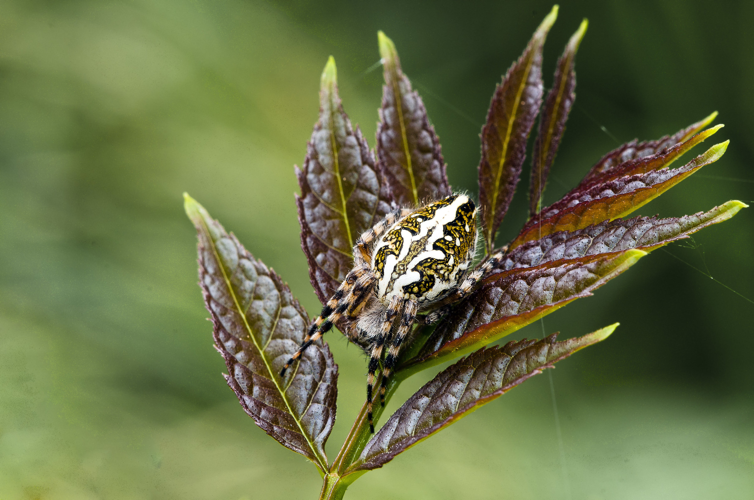 Aculepeira ceropegia