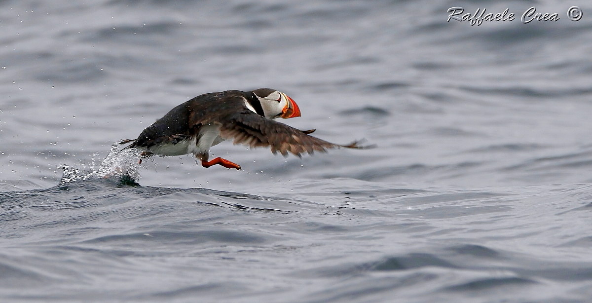 Sea Pulcinella: The Involucion