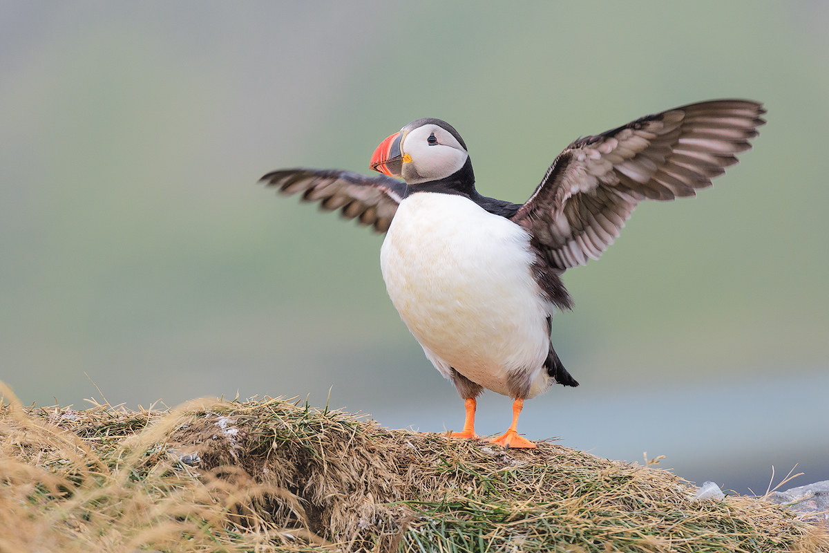 Puffin waiting for takeoff