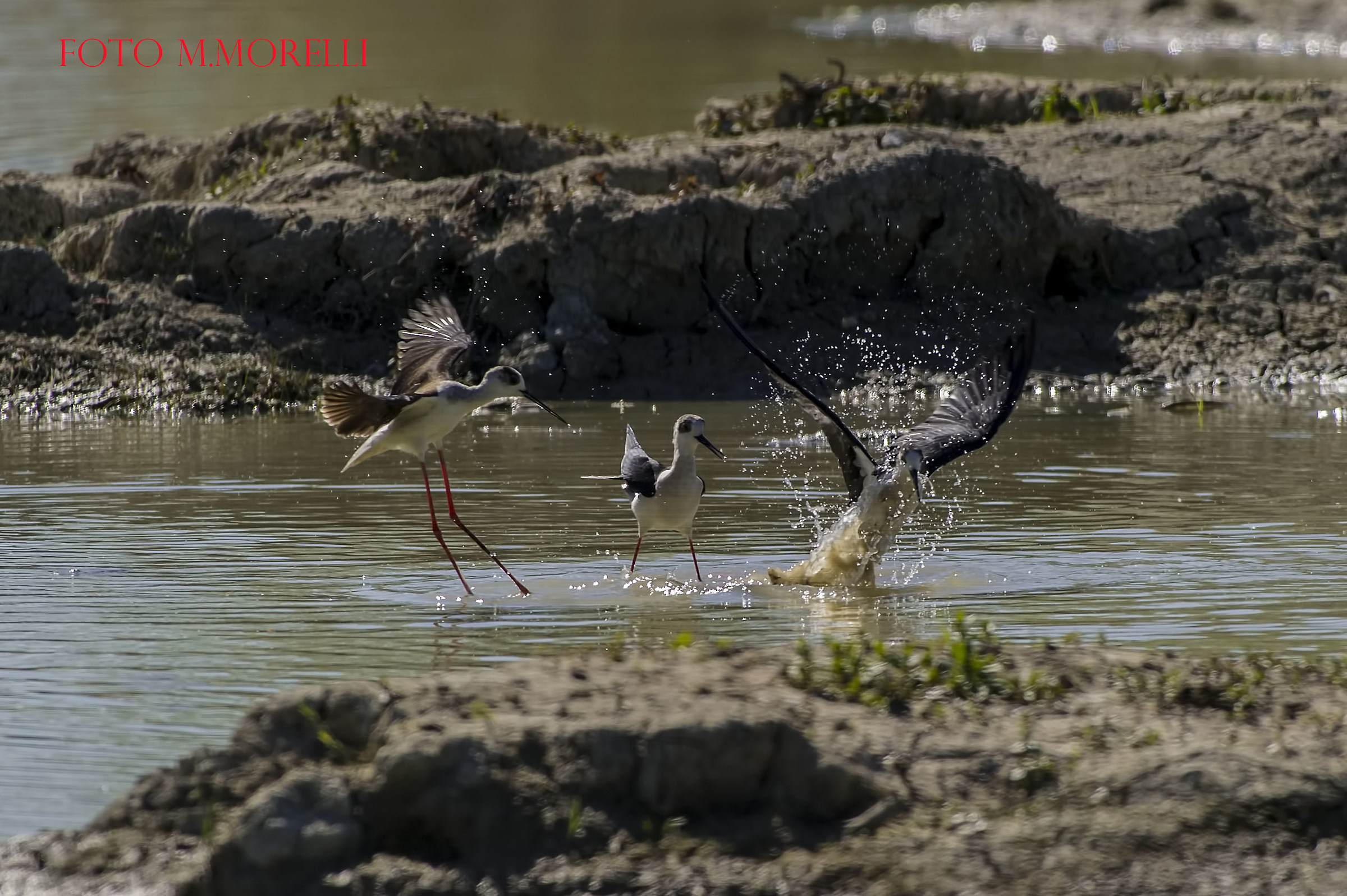 I soliti cavalieri litigiosi