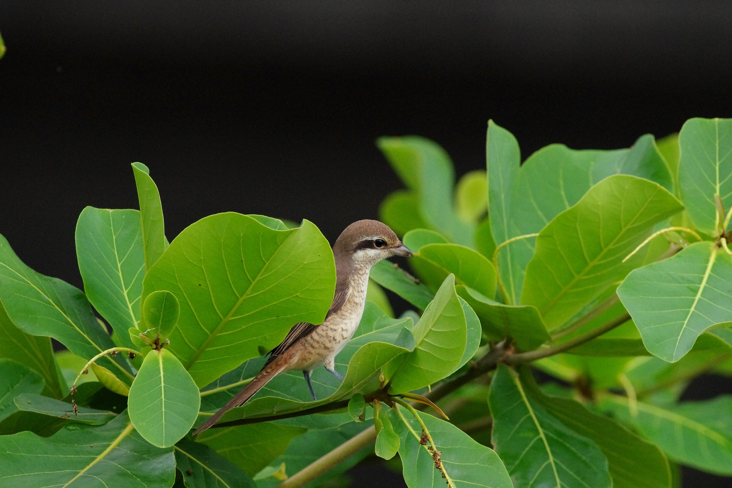 Brown Shrike