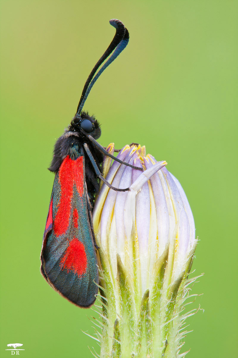 Zygaena Punctum