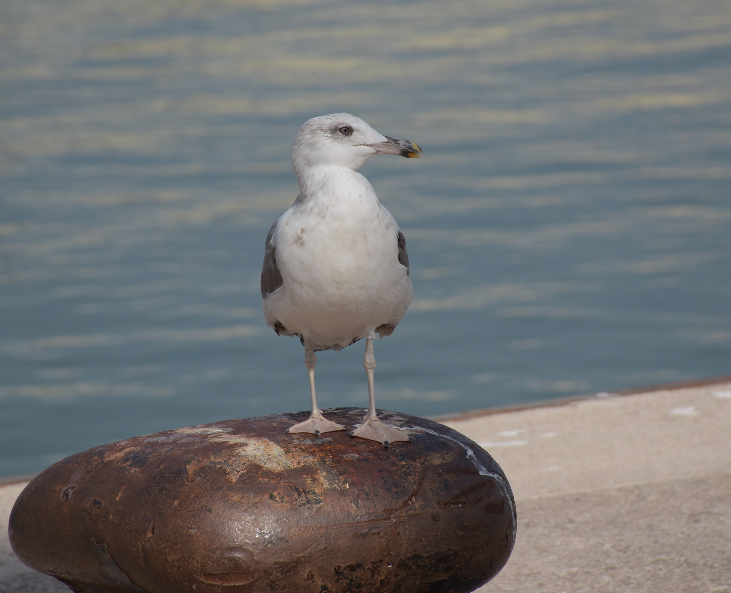Passioni del montanaro "mare"