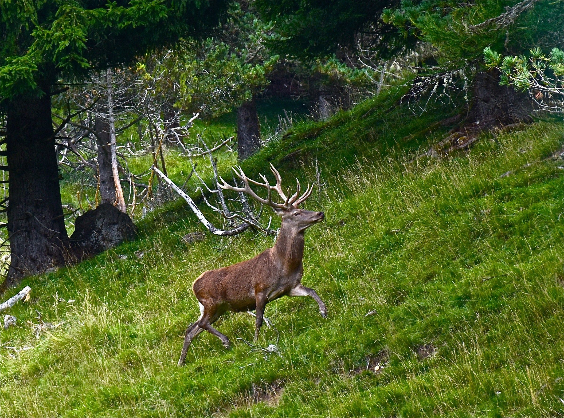 Passions of the mountainous "mountains"