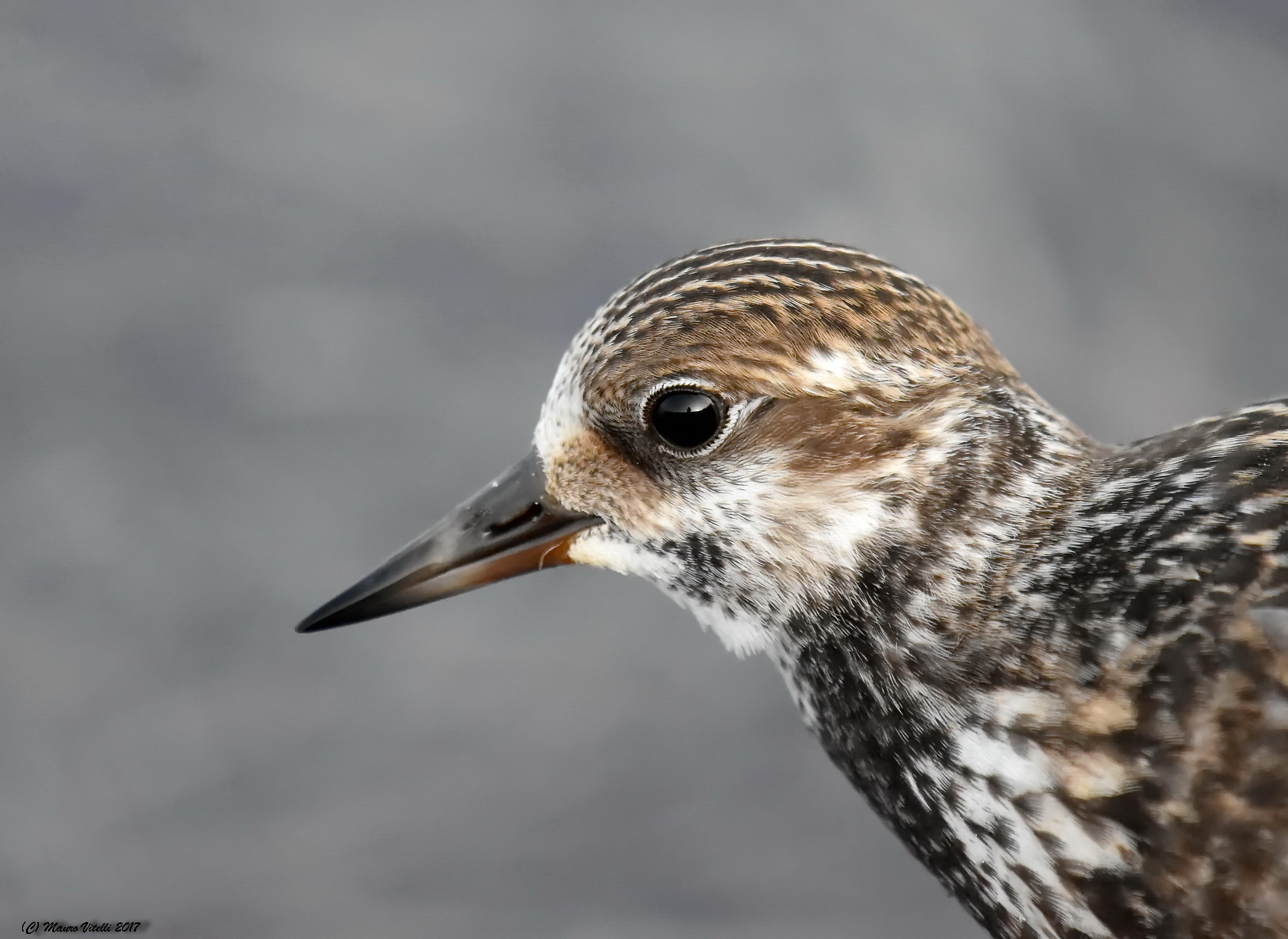 I'm in the eye of Voltapietre