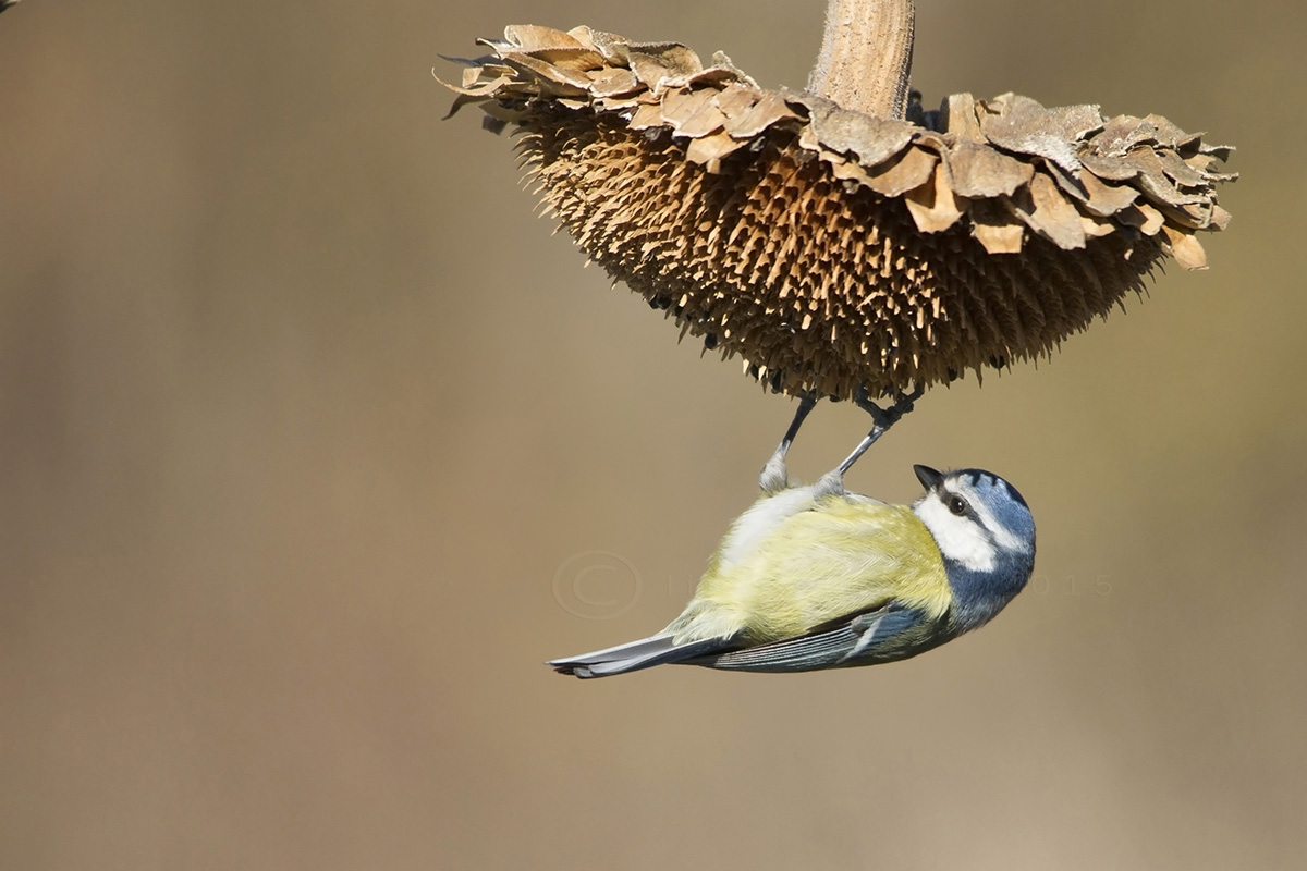 Cinciarella ( cyanistes caeruleos )