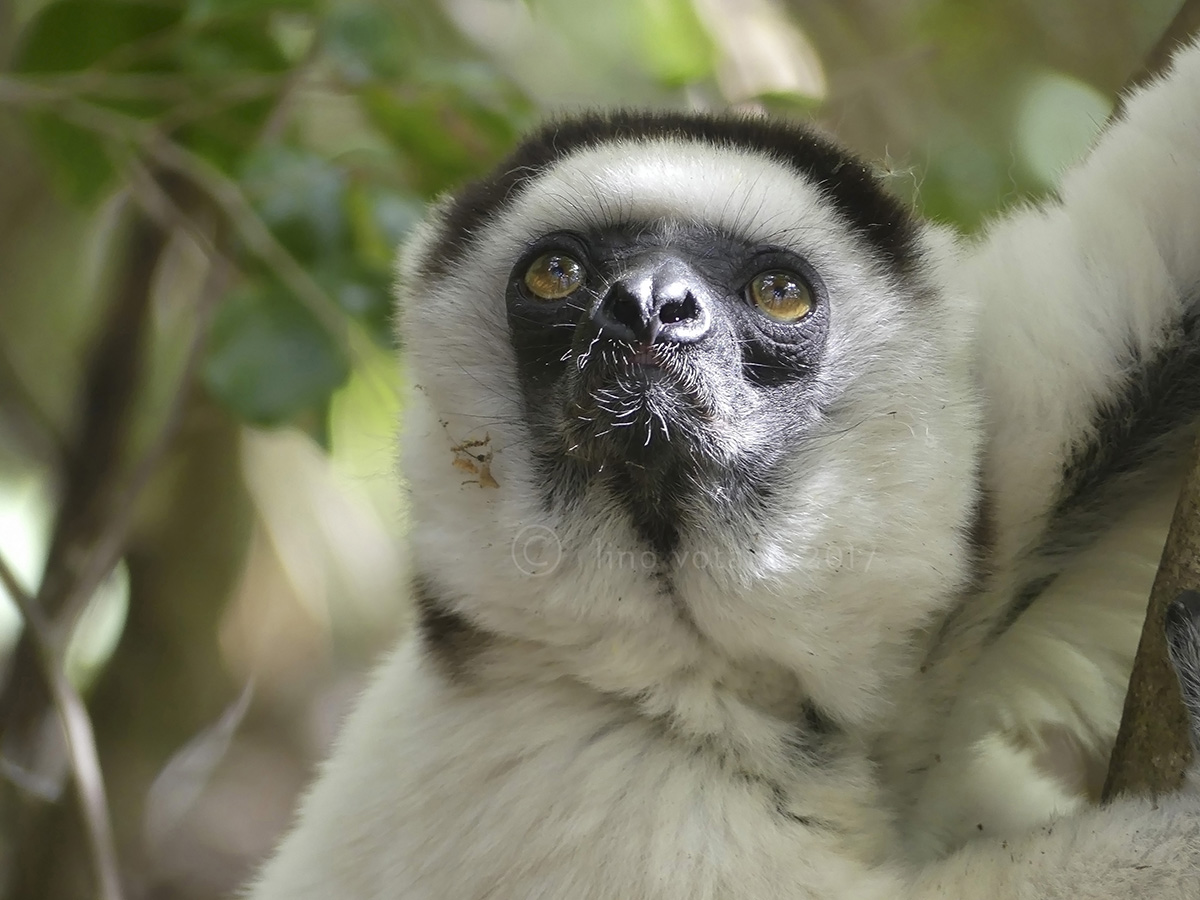 Lemur sifaka Park Isalo Madagascar (n.2)