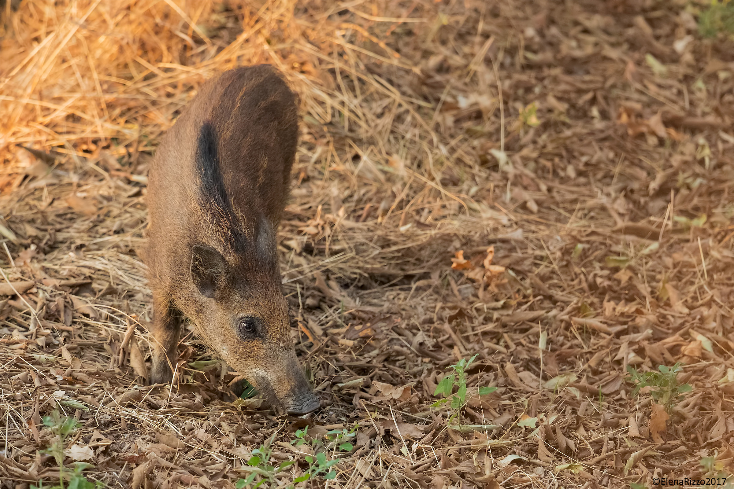 Wild boar