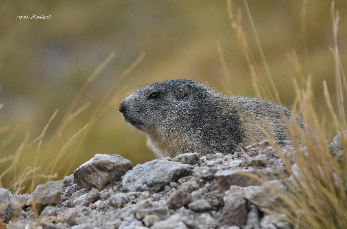 Marmotta...