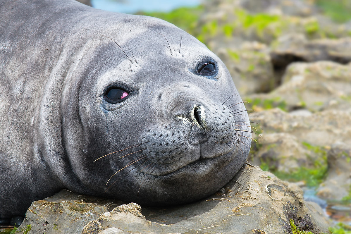 Marino southern elephant (Mirounga leonina)