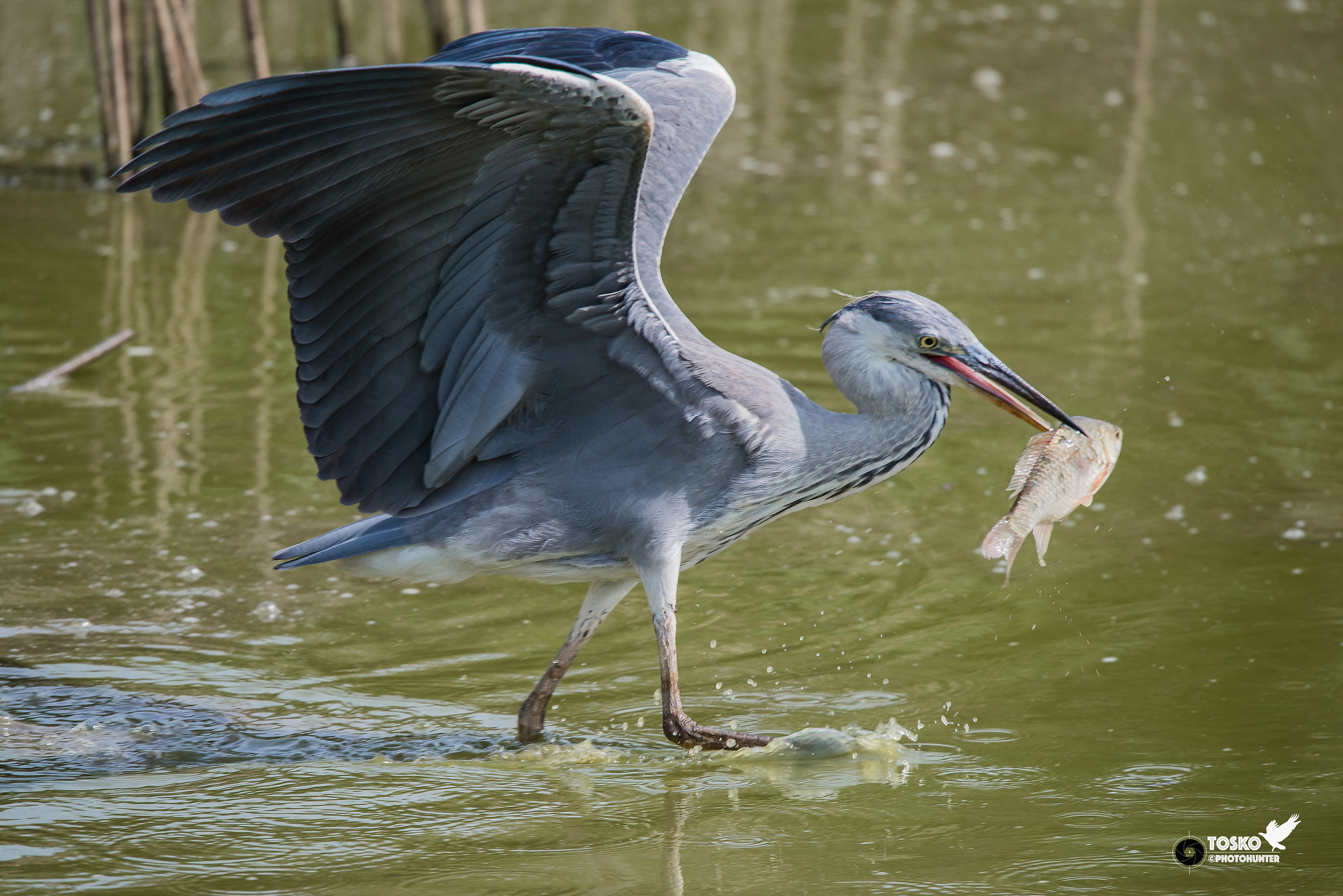 Airone cinerino con preda @600mm