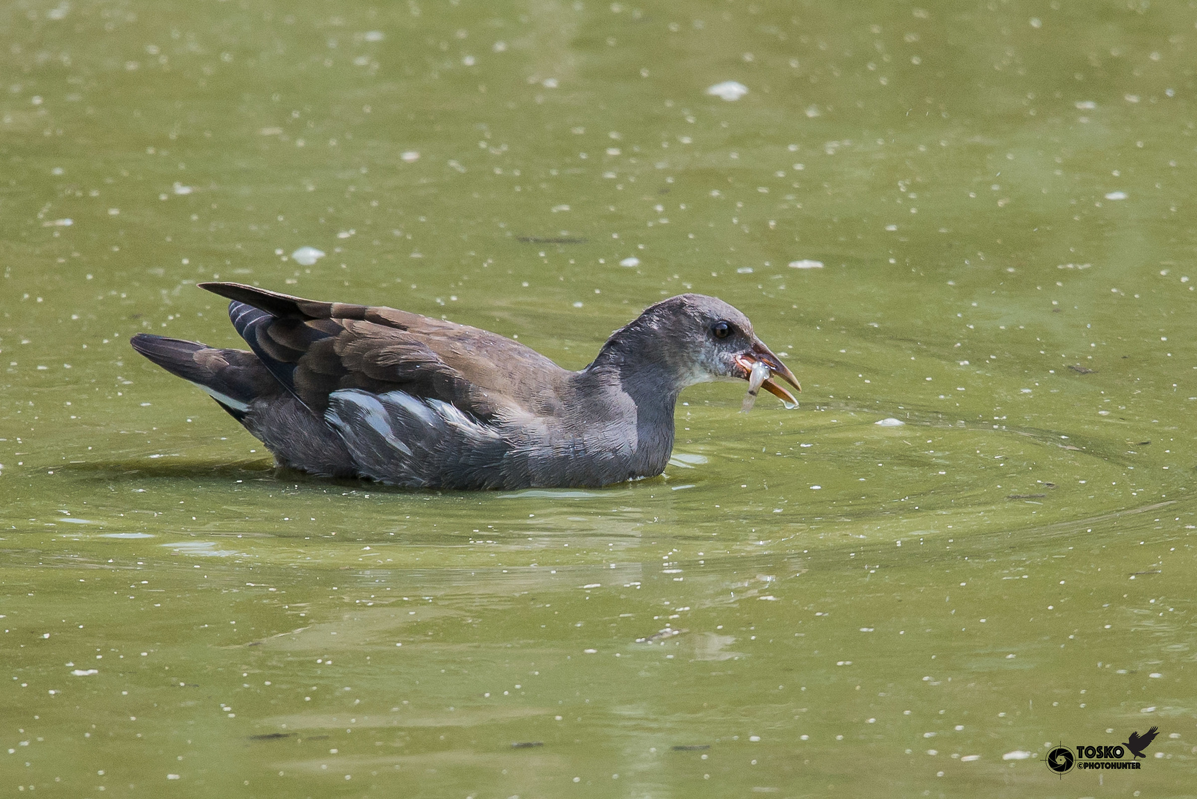 Gallinella with catch