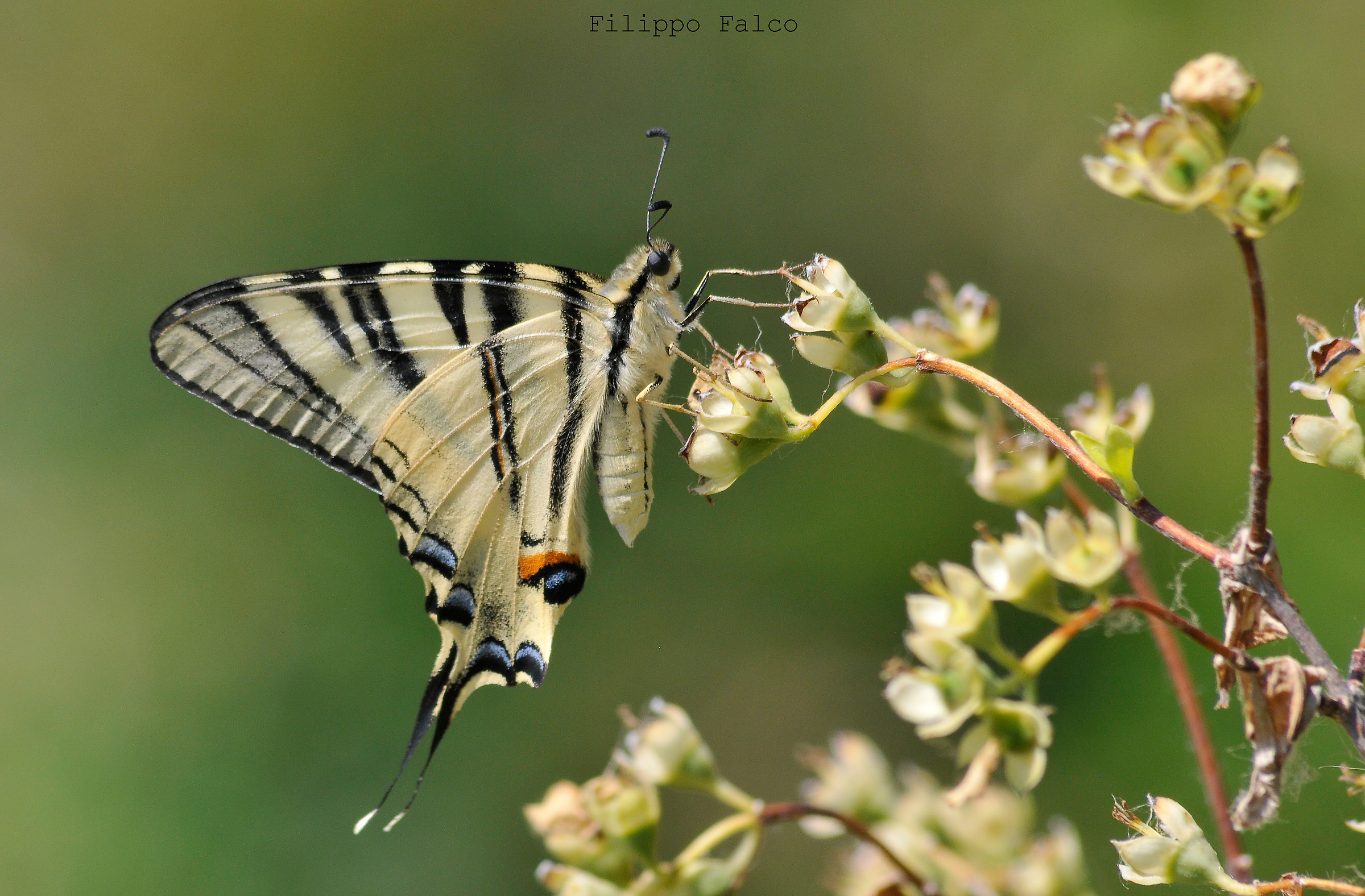 Papilio Machaon