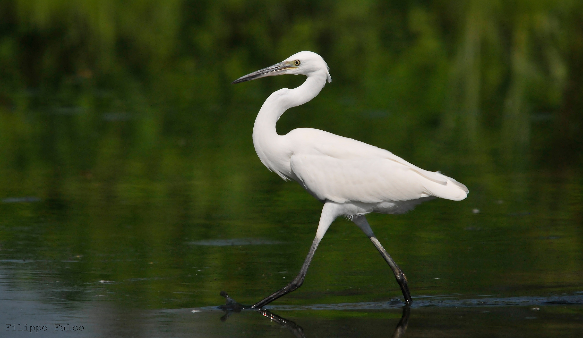 Egregia Miss. Garzetta