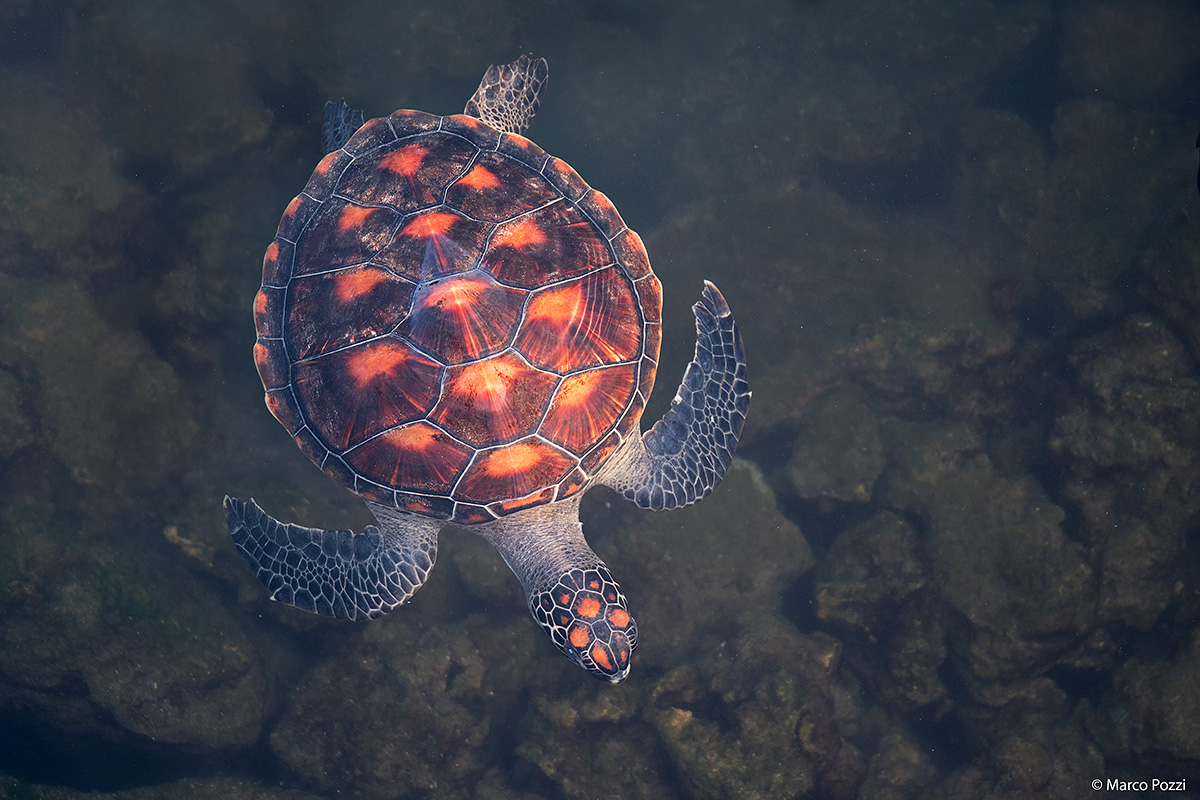 Turtle in the lagoon