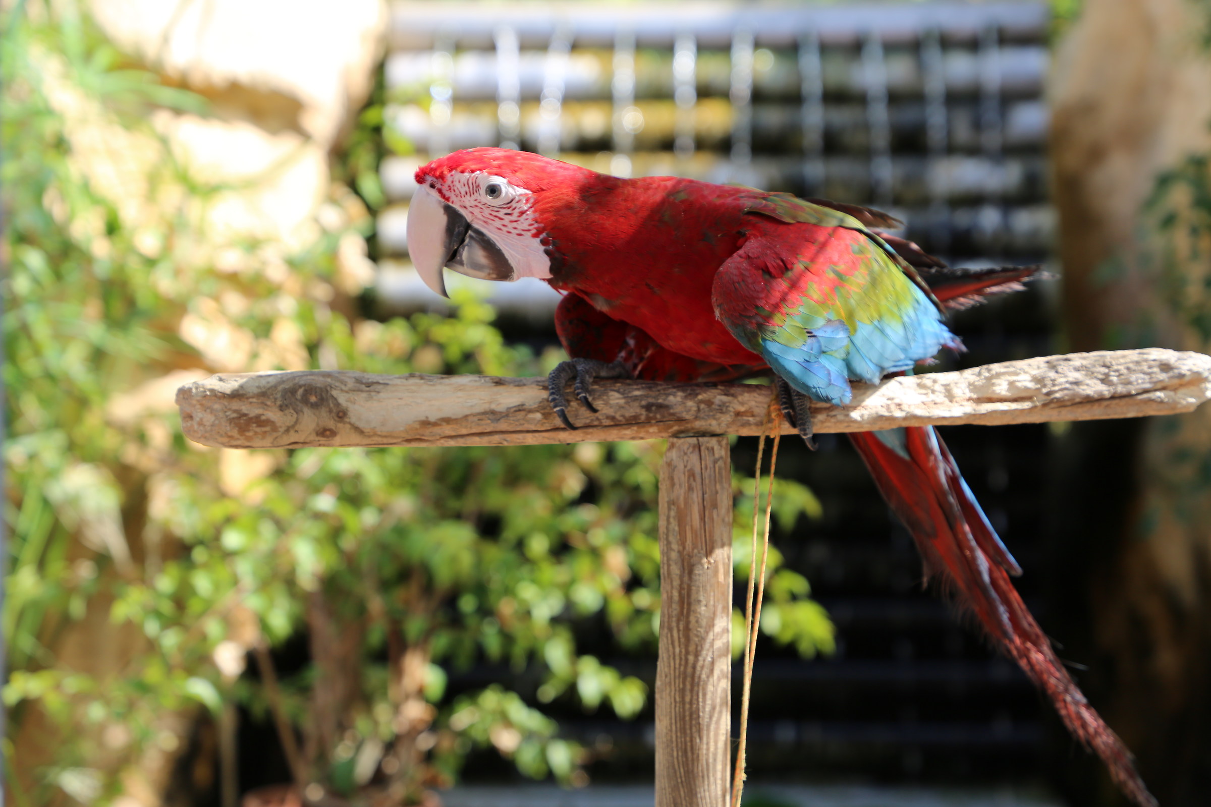 i pappagalli dell'italia in miniatura rimini