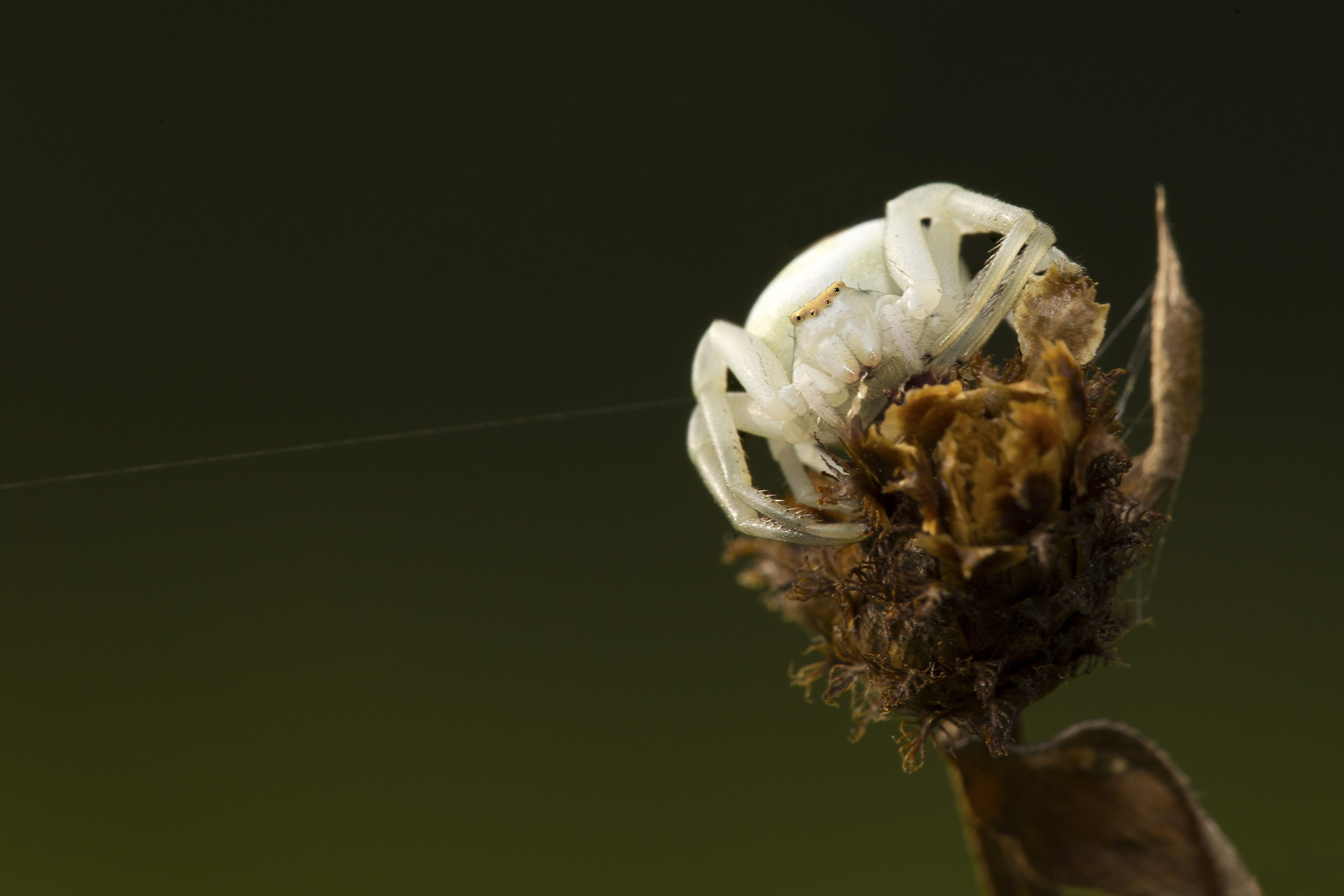 Misumena vatia