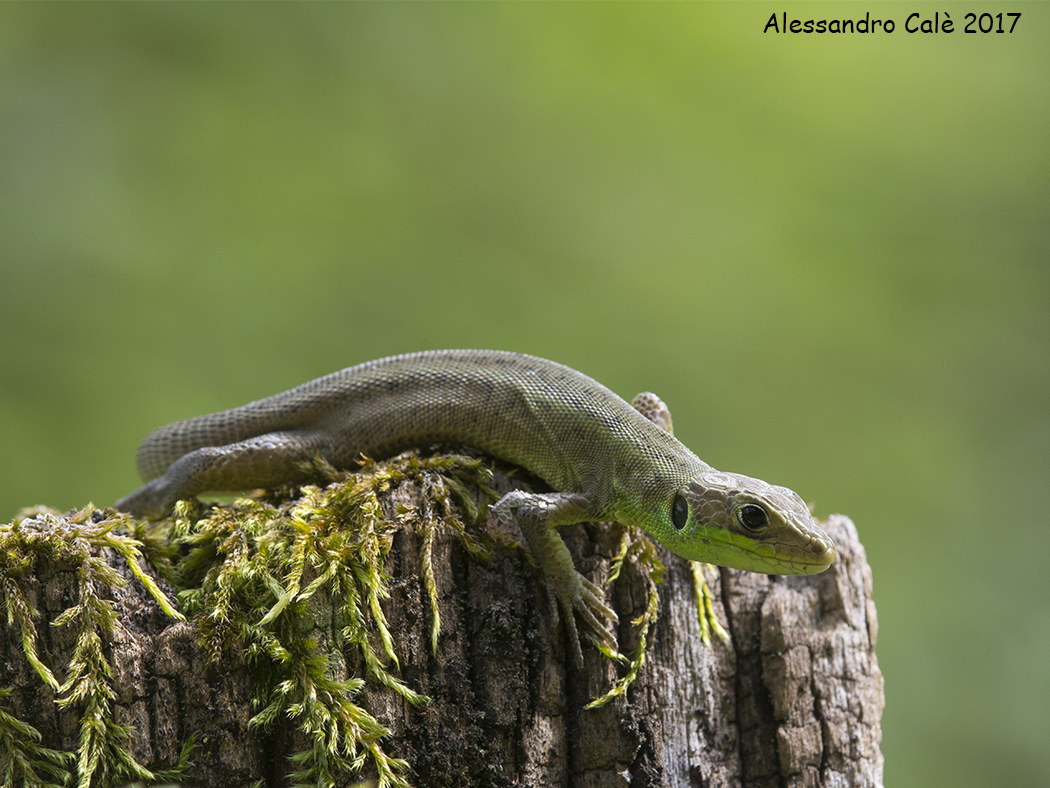 Lacerta bilineata (Ramarro Juv) 2460