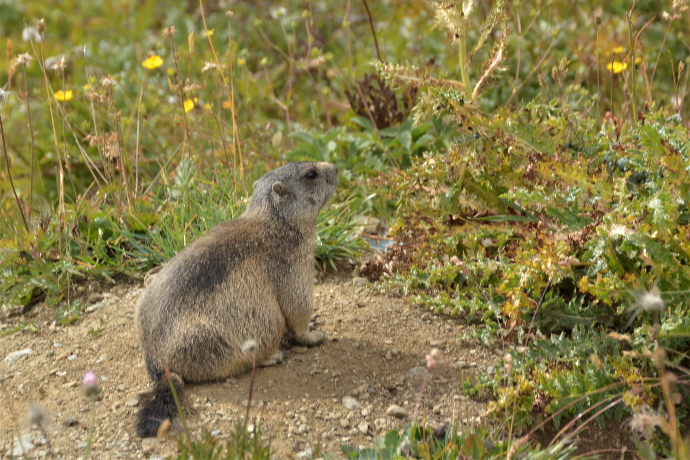 one morning at the level