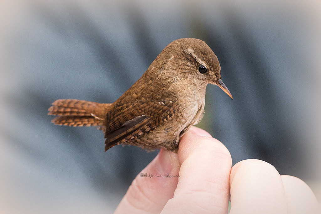 Sedilion (Troglodytes troglodytes)