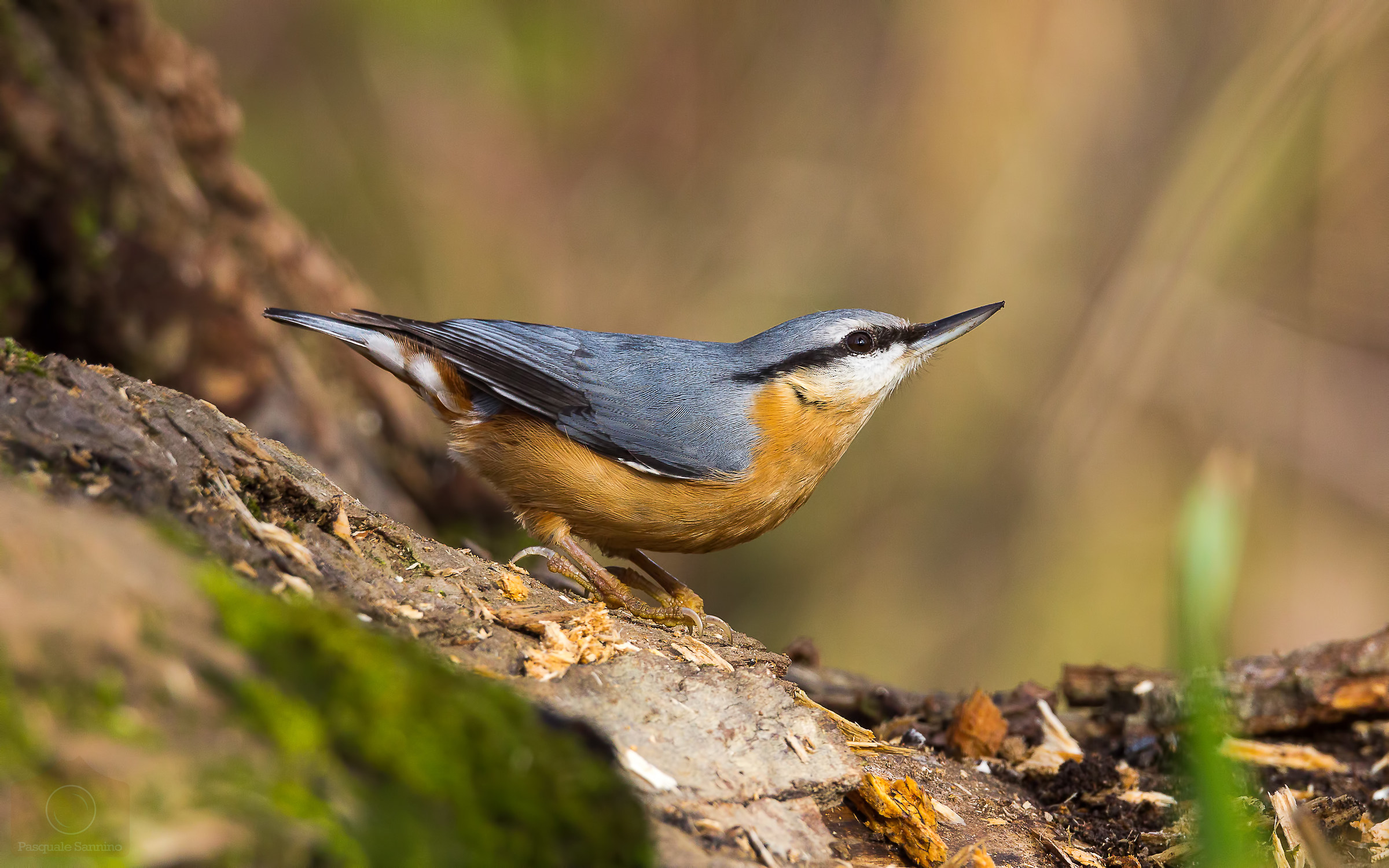 Woodpecker Bricklayer