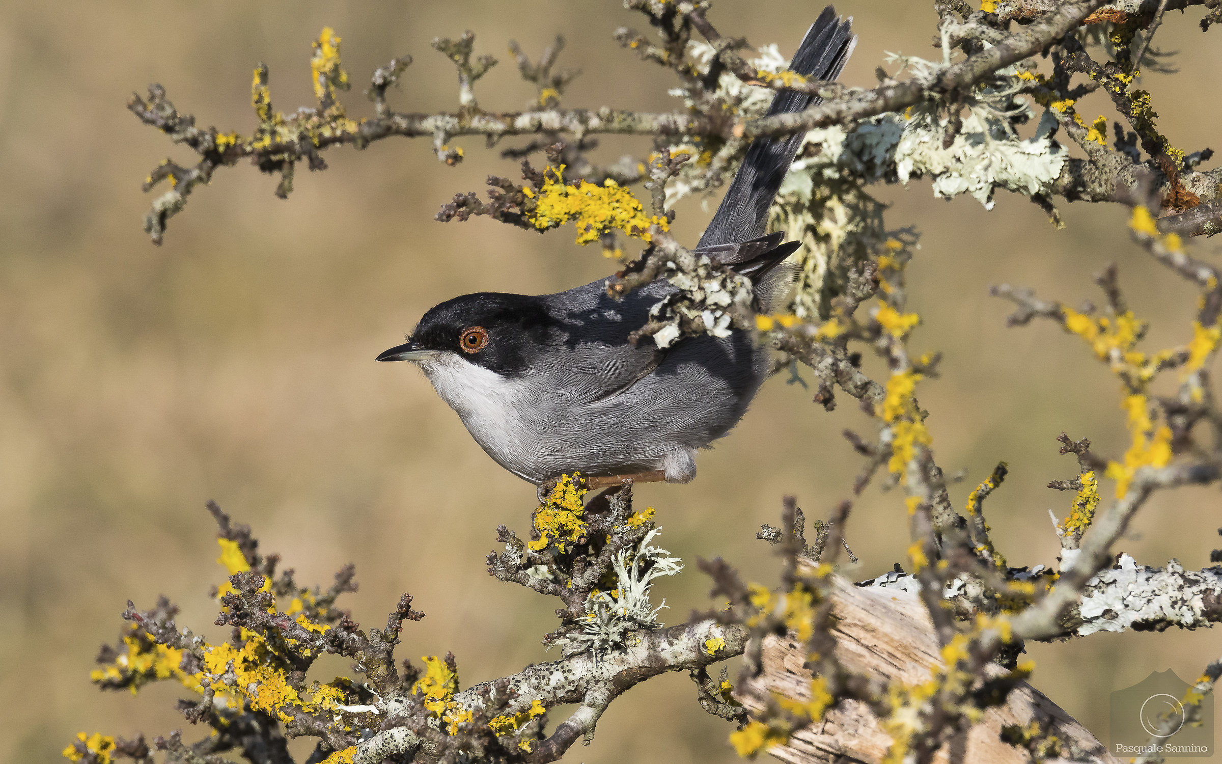 Sylvia melanocephala - Occhiocotto