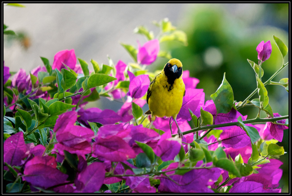 Village Weaver - Mauritius
