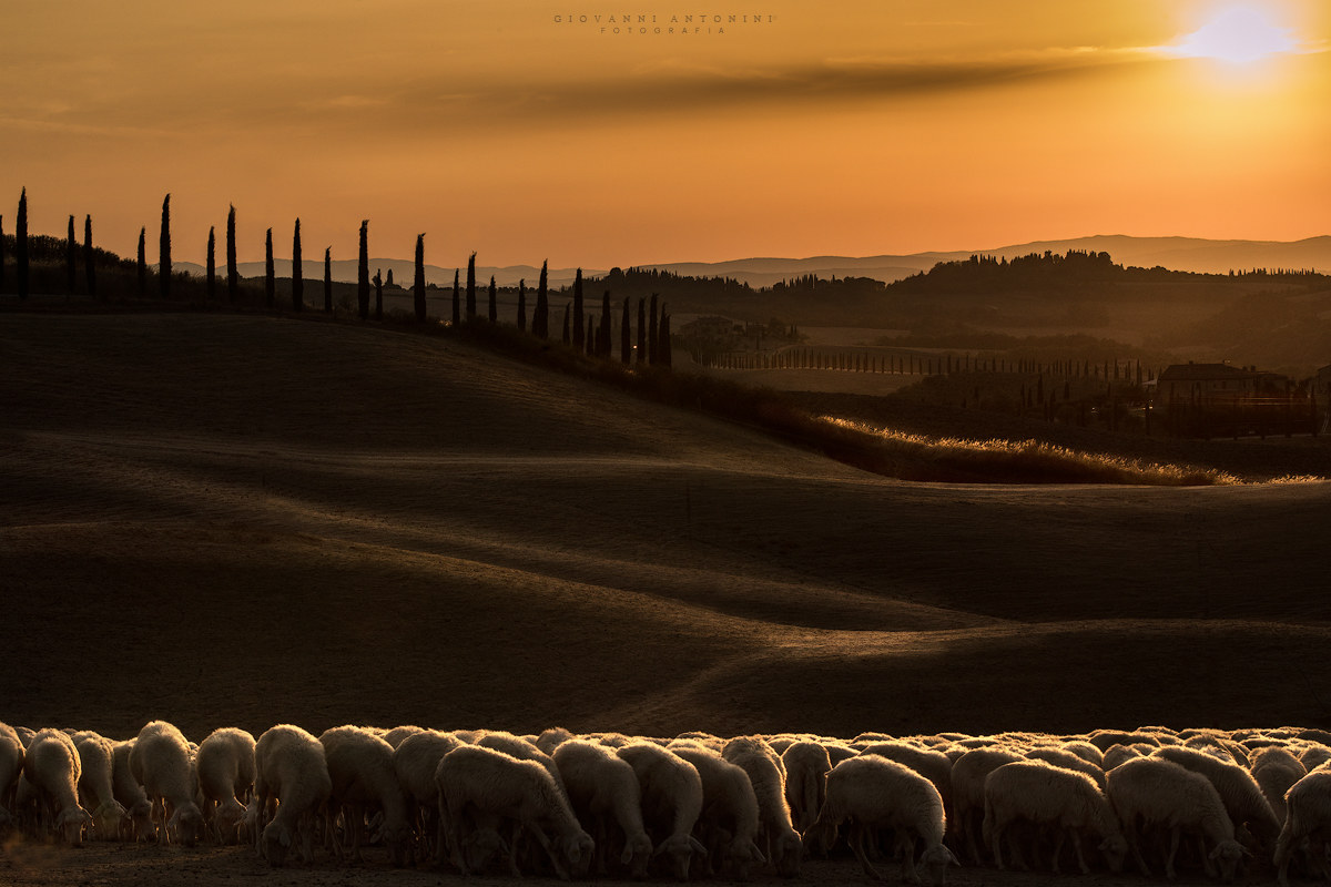 Le crete senesi si vestono di arancio