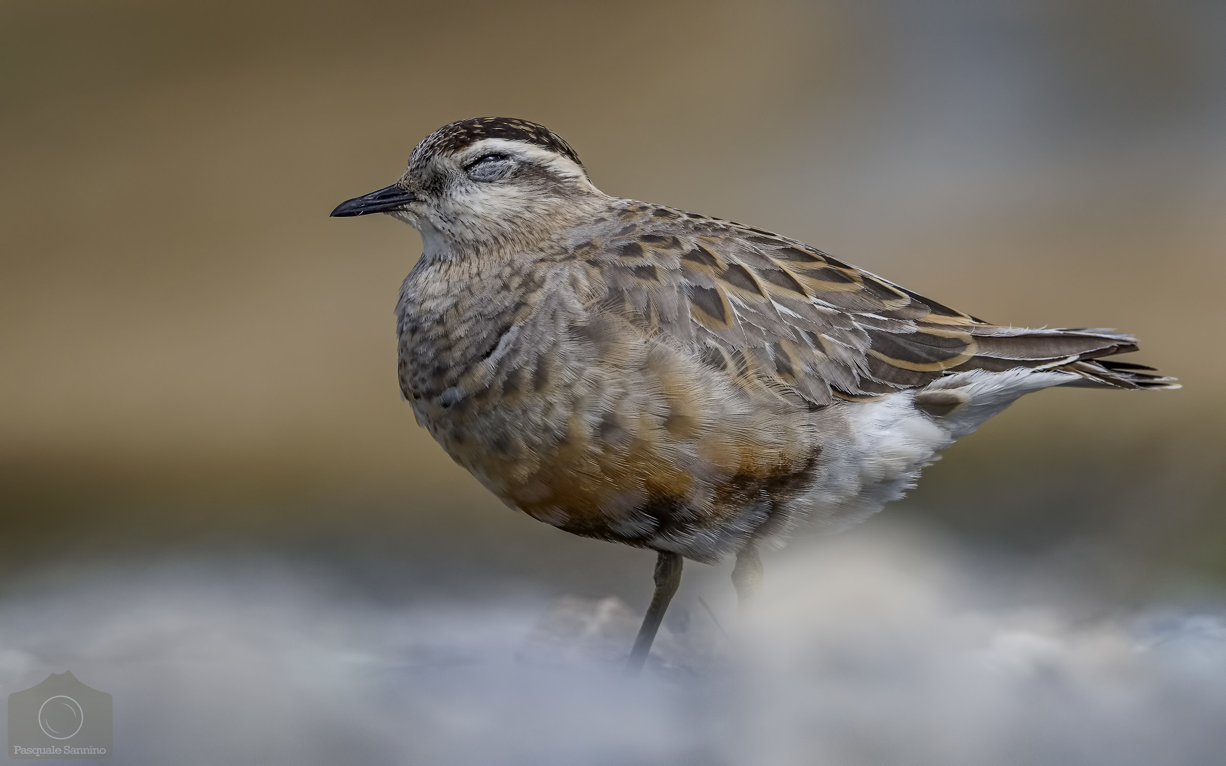 Charadrius morinellus - Tortolino Piviere