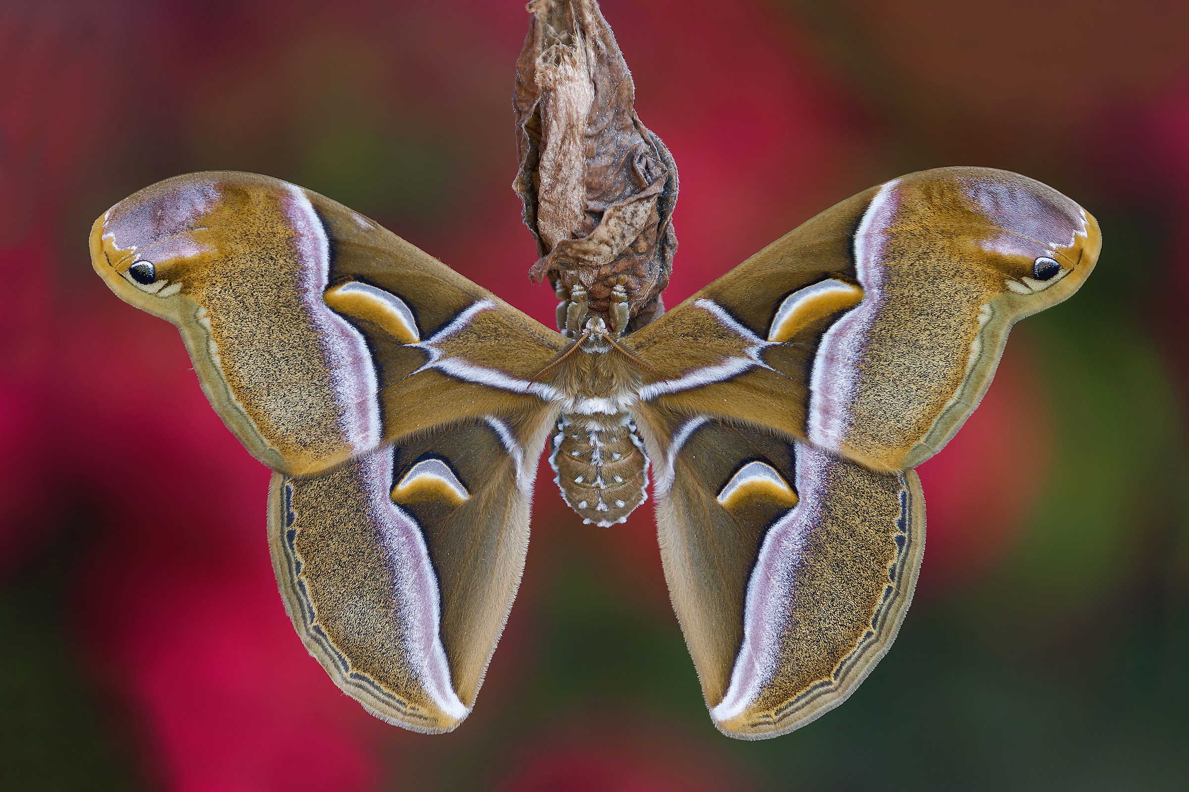 Samia cynthia (Drury, 1773)