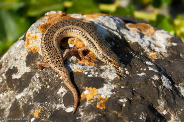 Chalcides ocellatus