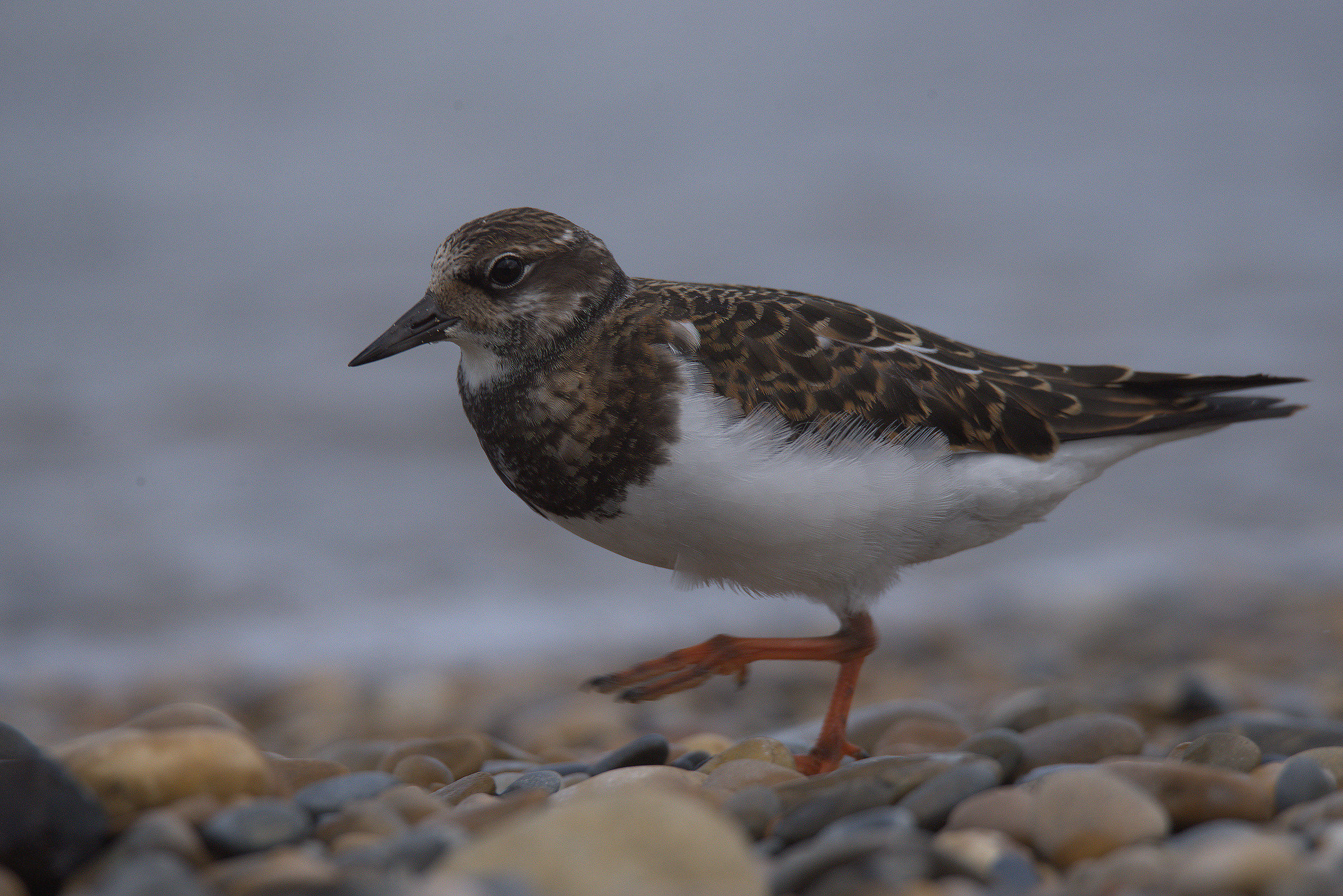 Turnstone