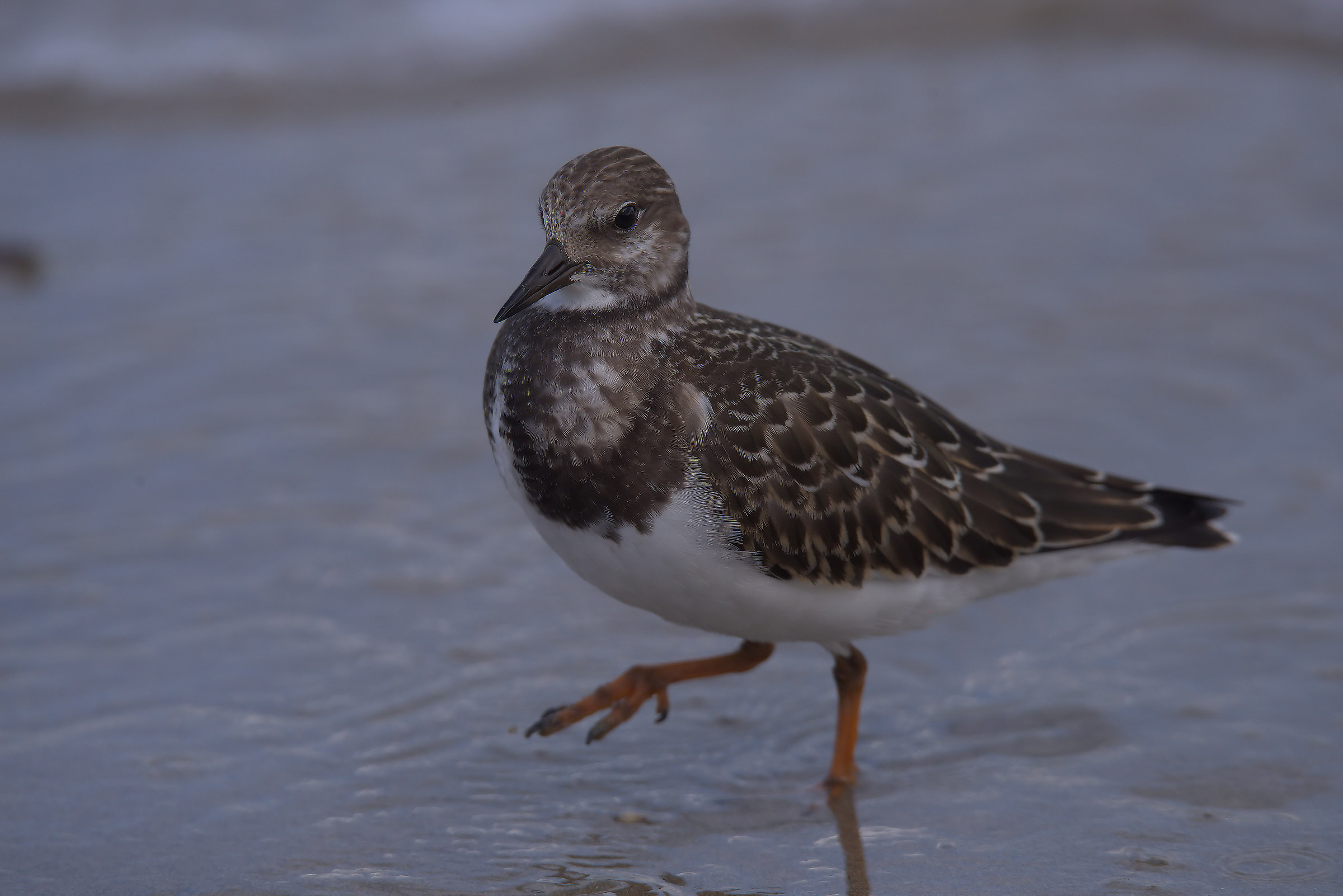 Turnstone