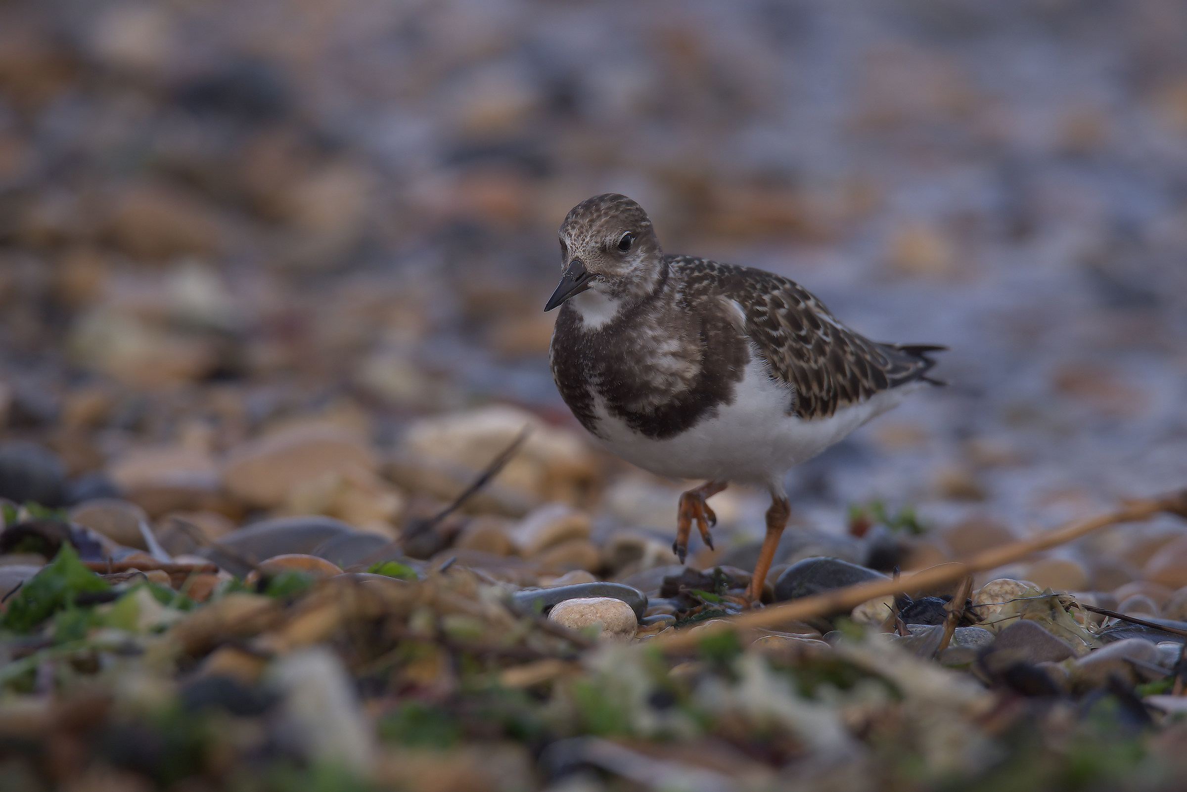Turnstone