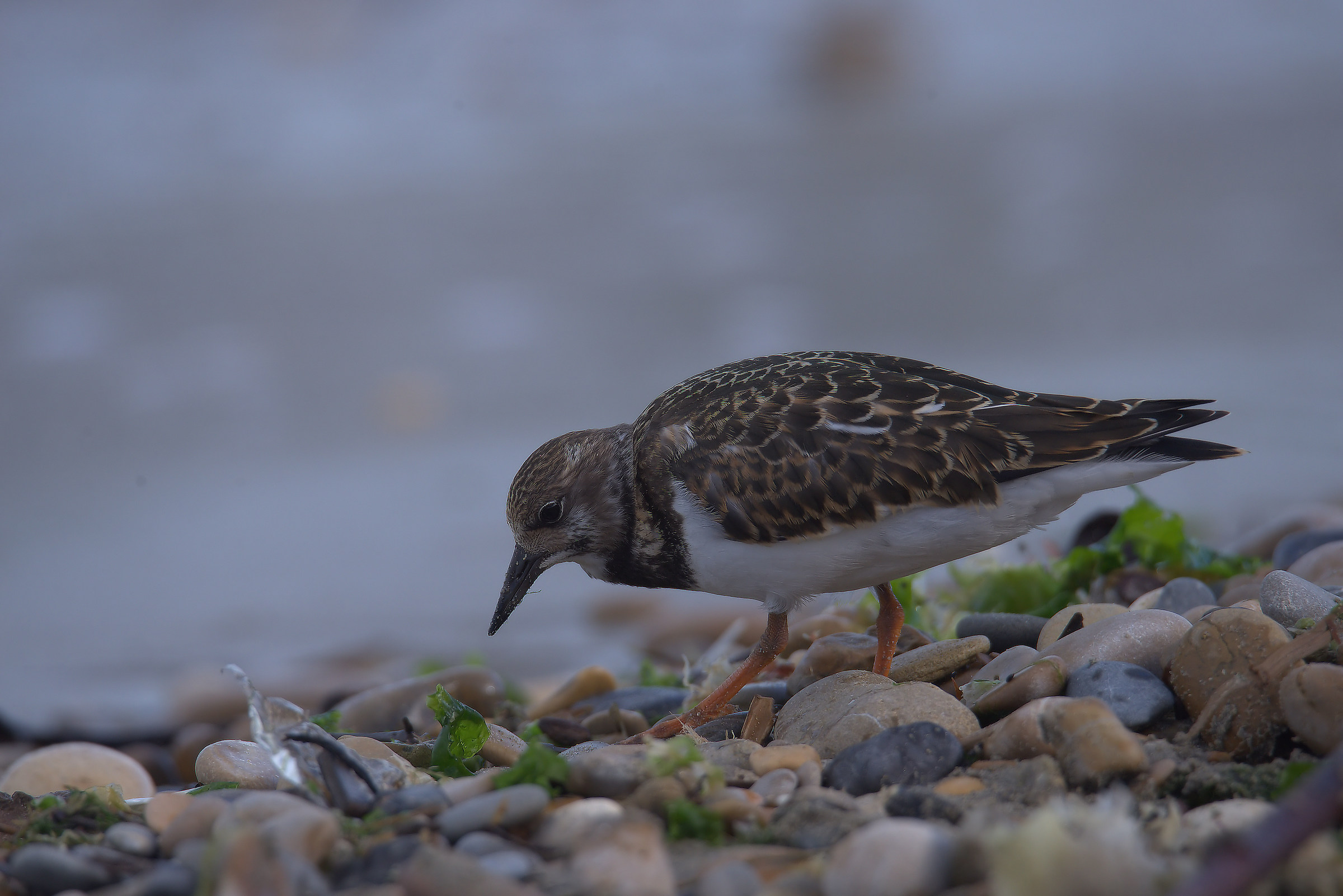 Turnstone
