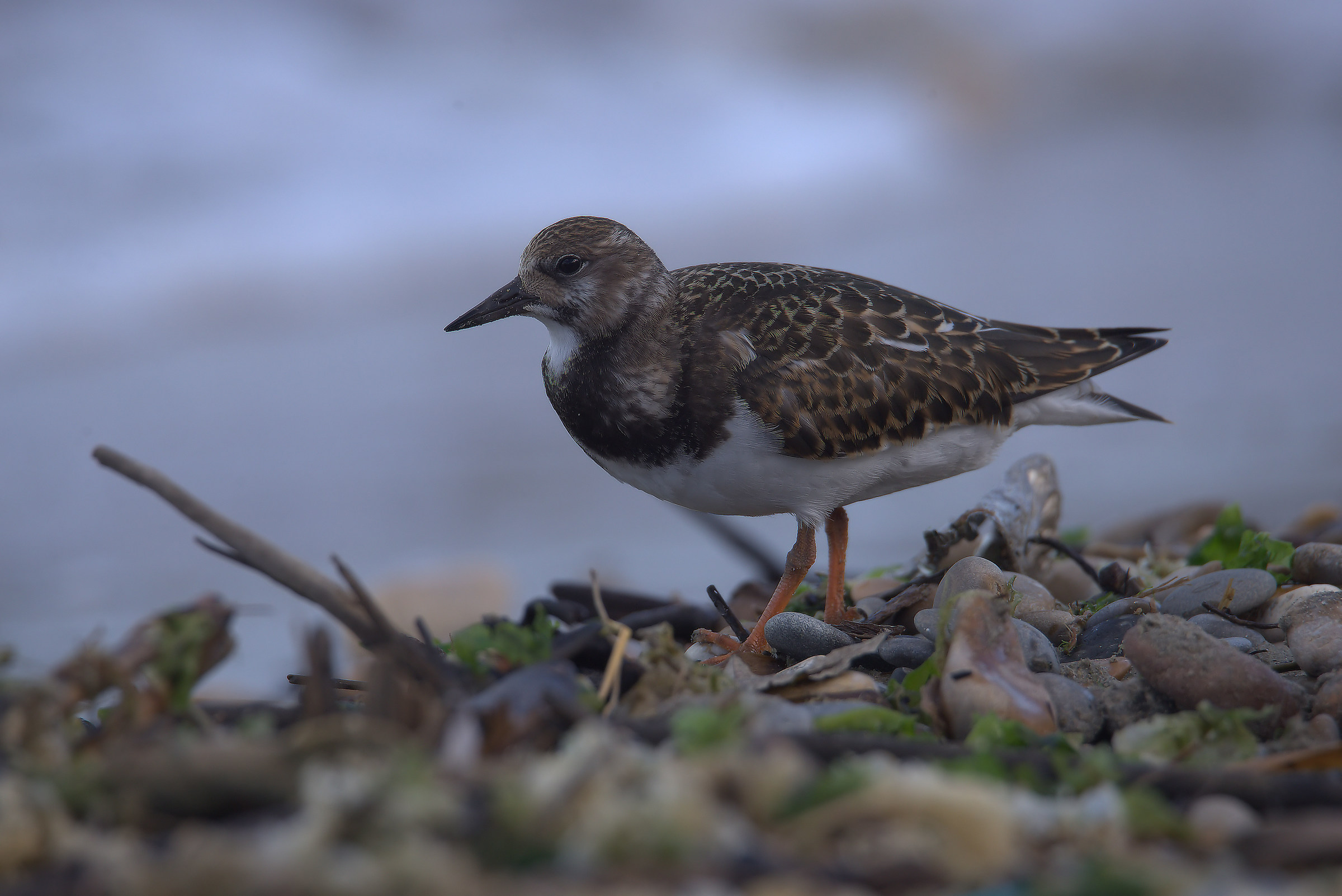 Turnstone