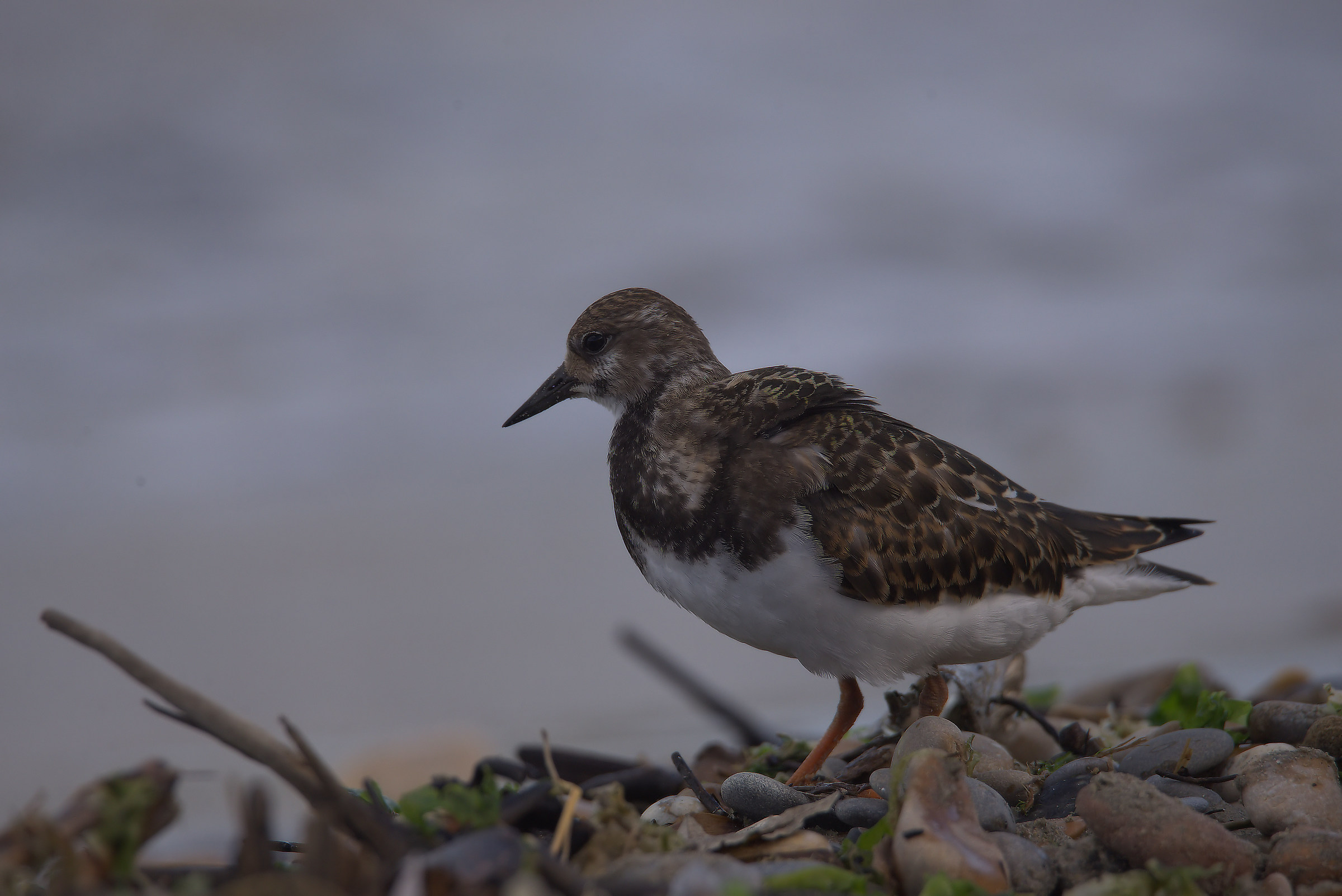 Turnstone
