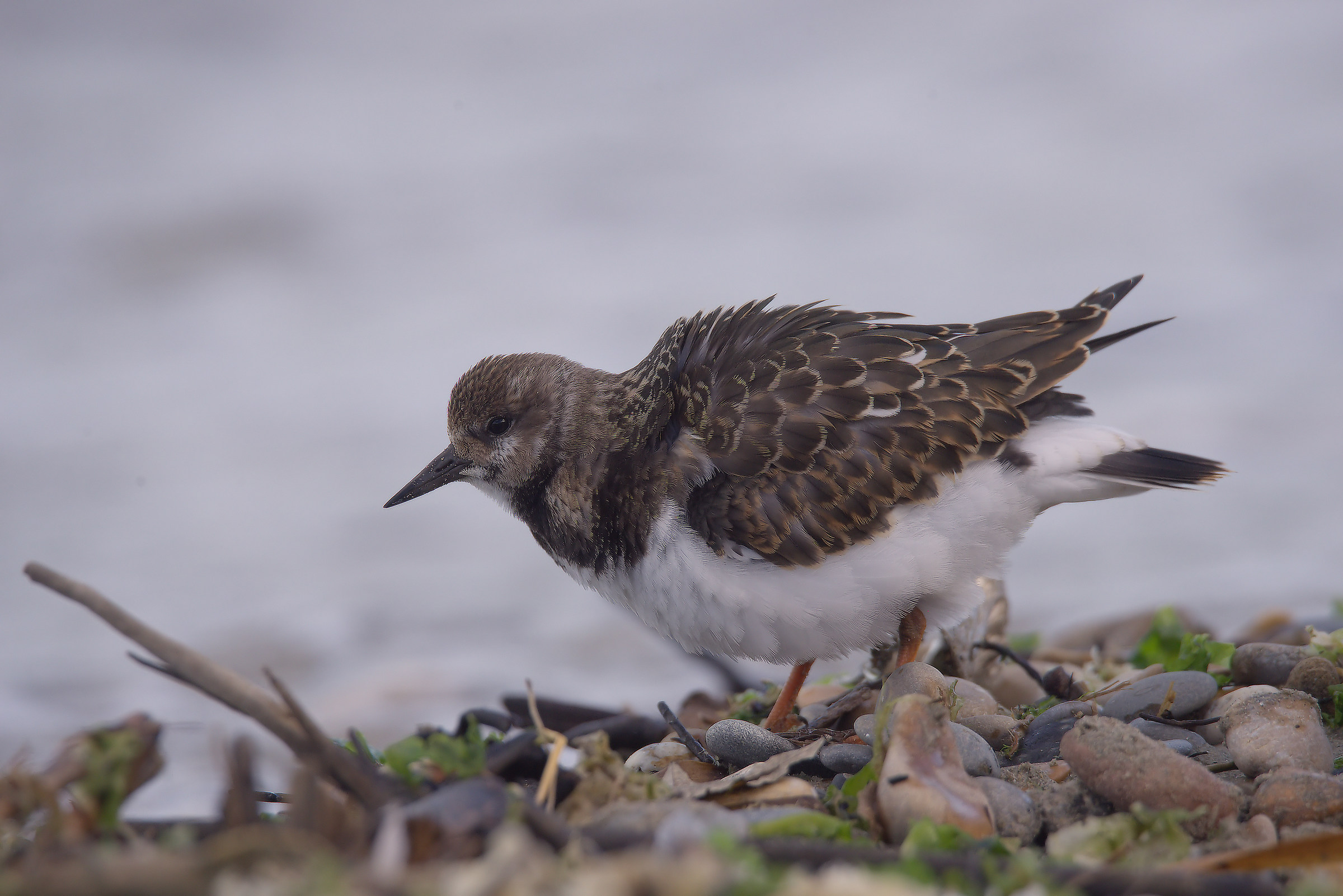 Turnstone