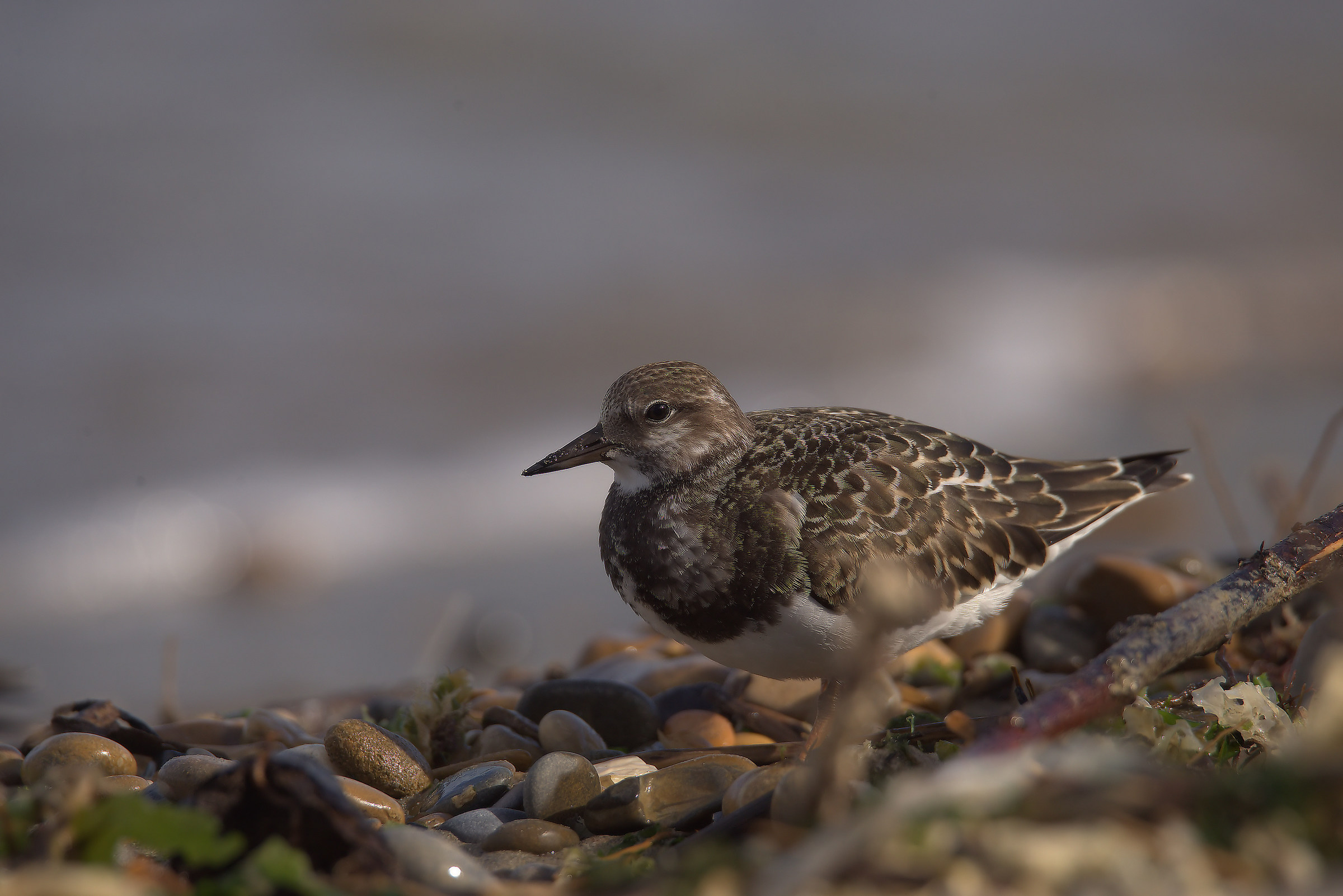 Turnstone