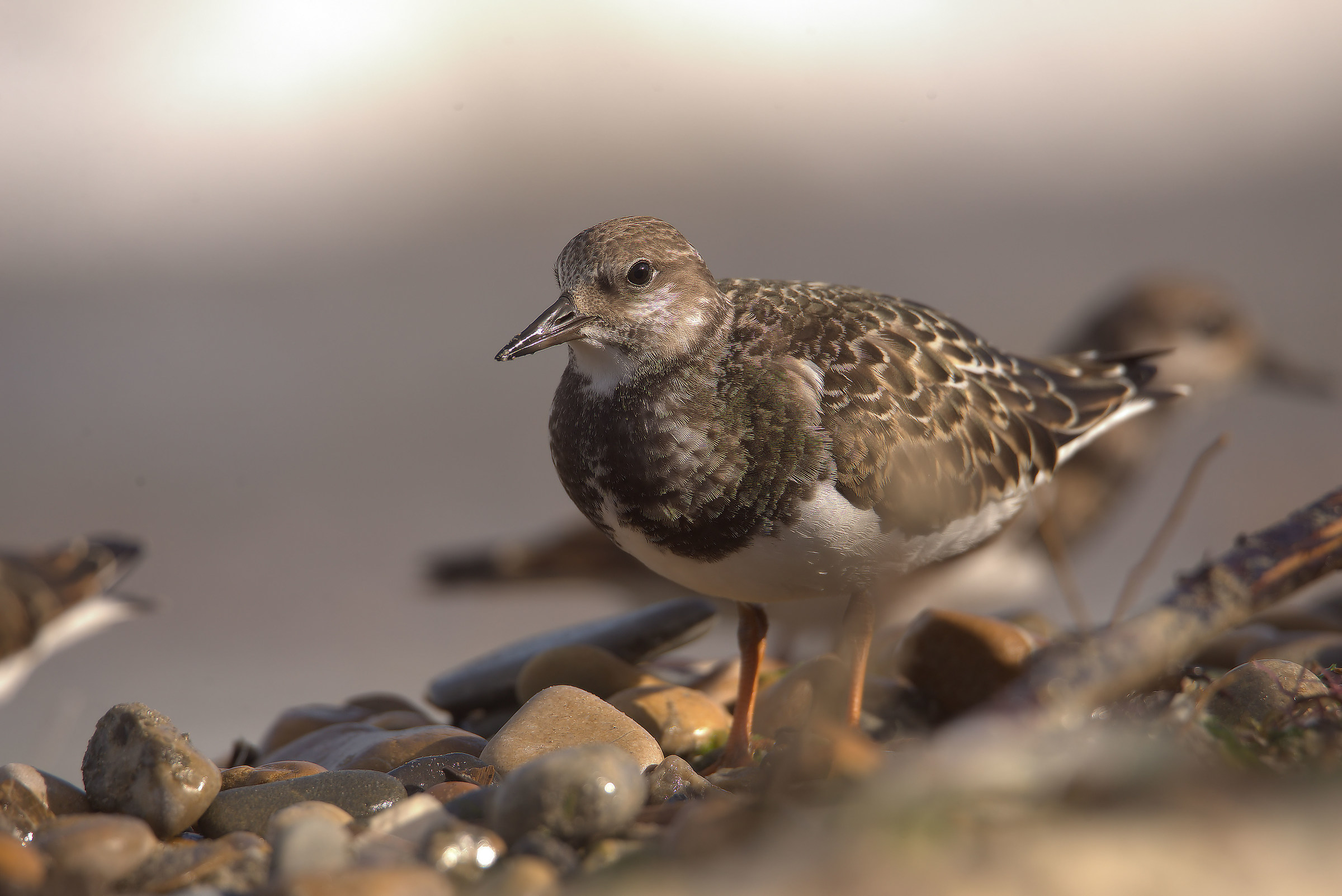 Turnstone