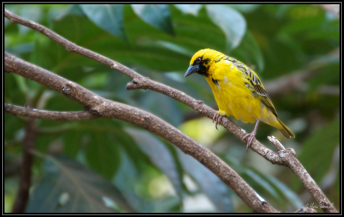 Village Weaver - Mauritius
