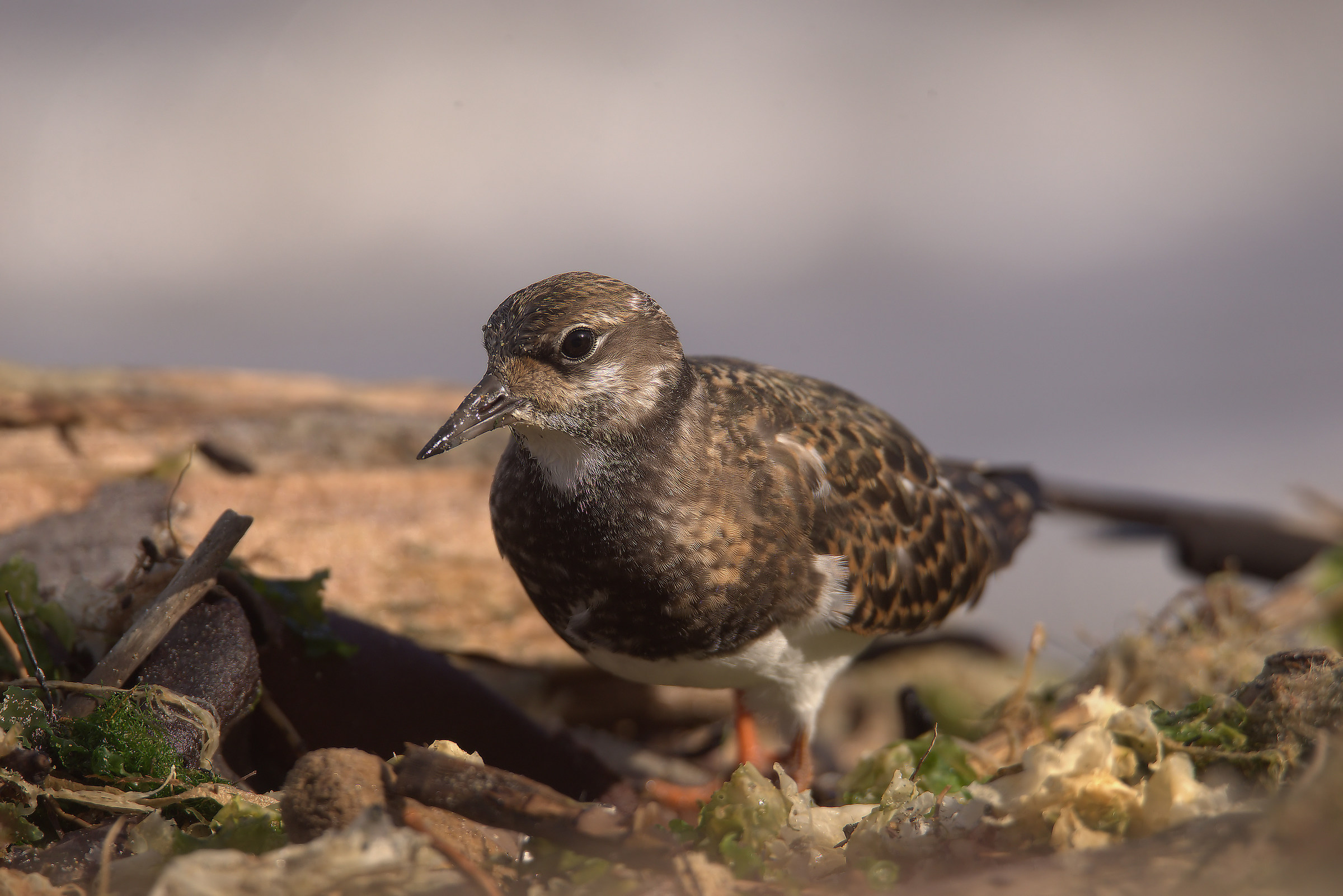 Turnstone