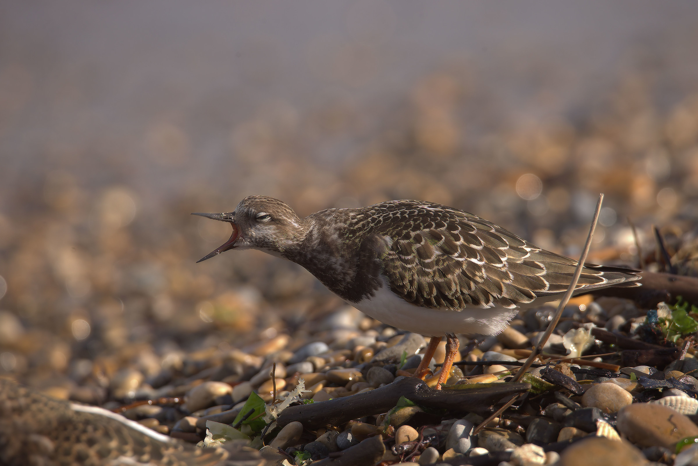 Turnstone