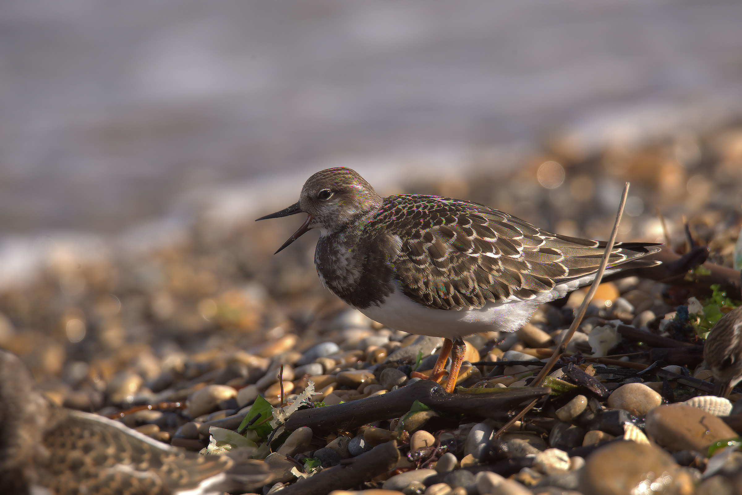 Turnstone
